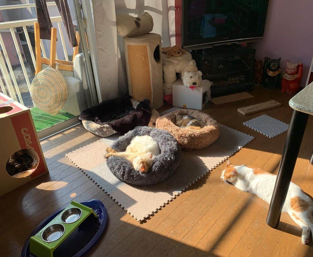 Kachimo Yoshimatsuさんのインスタグラム写真 - (Kachimo YoshimatsuInstagram)「今朝の猫ら。 1234...... #うちの猫ら #hijiki #okaki #castella #oinari #猫 #ねこ #cat #ネコ #catstagram #ネコ部 http://kachimo.exblog.jp」11月18日 19時24分 - kachimo