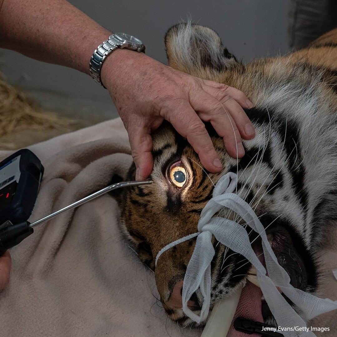 ABC Newsさんのインスタグラム写真 - (ABC NewsInstagram)「Twenty month-old Sumatran Tiger Pemanah is seen during a health check at Taronga Zoo on November 18, 2020 in Sydney, Australia. Health checks are conducted by Taronga Wildlife Hospital staff once a year to allow zoo veterinarians the chance to assess the health of the animals by checking overall body condition. #animals #tiger #zoo」11月18日 19時30分 - abcnews