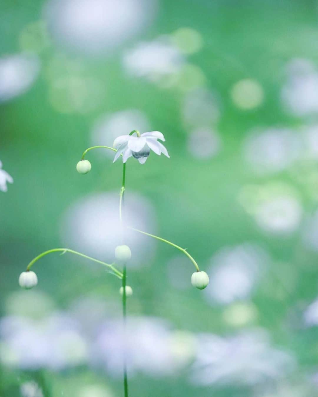 花の写真館のインスタグラム：「Photo by @kuma_emi.⠀ https://instagram.com/kuma_emi/⠀ .⠀ Original Post[投稿いただいたURL]⠀ https://www.instagram.com/p/CFo9iwrgXHD/⠀ .⠀ 本アカウントは、 #私の花の写真 をつけてInstagramに投稿された皆さまの花の写真や、「花の写真館」Facebookページで投稿された花の写真を紹介します。⠀ 「花の写真館」Facebookページは、「 @floral.photograph 」のプロフィールにあるURLからご覧ください。⠀ .⠀ ※各自、政府、自治体など公的機関の指示に従った行動をお願いします。⠀⠀ 東京カメラ部および分室では、写真を「見る楽しみ」を提供することを通して、微力ながら皆様にわずかな時間でも癒しをお届けしたいと思っております。⠀ ※本アカウントは東京カメラ部がFacebook、Instagramのサービスを利用して運営しているもので、Facebook社・Instagramとは一切関係ありません。⠀ .⠀ #花の写真館 #floralphotograph #floralphoto #flower #flowers⠀ Follow: @floral.photograph」