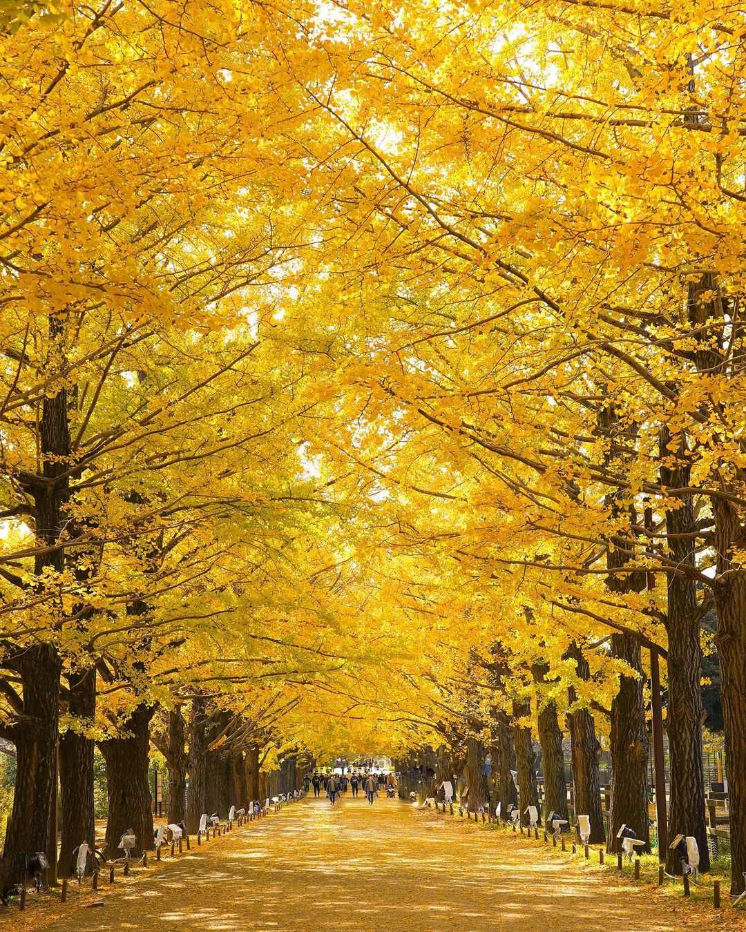 田島知華のインスタグラム：「【Japan🇯🇵Tokyo】 今年の秋は日本で紅葉めぐり。と、思ったけどそんなに遠出はできないので都内で。 人の少ない早朝なら密にもならず撮影的にも◎  イチョウ並木が見たくて、早朝の電車に乗り朝一番で昭和記念公園へ。 機材を持って久しぶりにプチひとり旅。 爽やかな秋晴れで、葉っぱの間から差す木漏れ日が心地良い。  落ち葉のカーペットがふわふわで歩きながら撮ってみたら、意外にもお気に入りの一枚に。 Copyright ©︎ TAJIHARU  PENTAX K-1 MarkⅡ  HD PENTAX-D FA 15-30mmF2.8ED SDM WR HD PENTAX-D FA 28-105mmF3.5-5.6ED DC WR _ #たじはるトリップ #TAJIHARU_japan #昭和記念公園 #国営昭和記念公園 #東京旅行 #立川 #イチョウ #イチョウ並木 #旅ガール #女子旅 #カメラ女子 #showakinenpark #japantrip #tokyotrip #tachikawa #ginkgo #igersjp #earthpix #discover_earthpix #ptk_japan #photo_jpn #discoverglobe #discoverearth #beautifuldestinations #wonderful_places #loves_nippon #lovers_nippon #japan_daytime_view #bestjapanpics #awesome_phototrip」