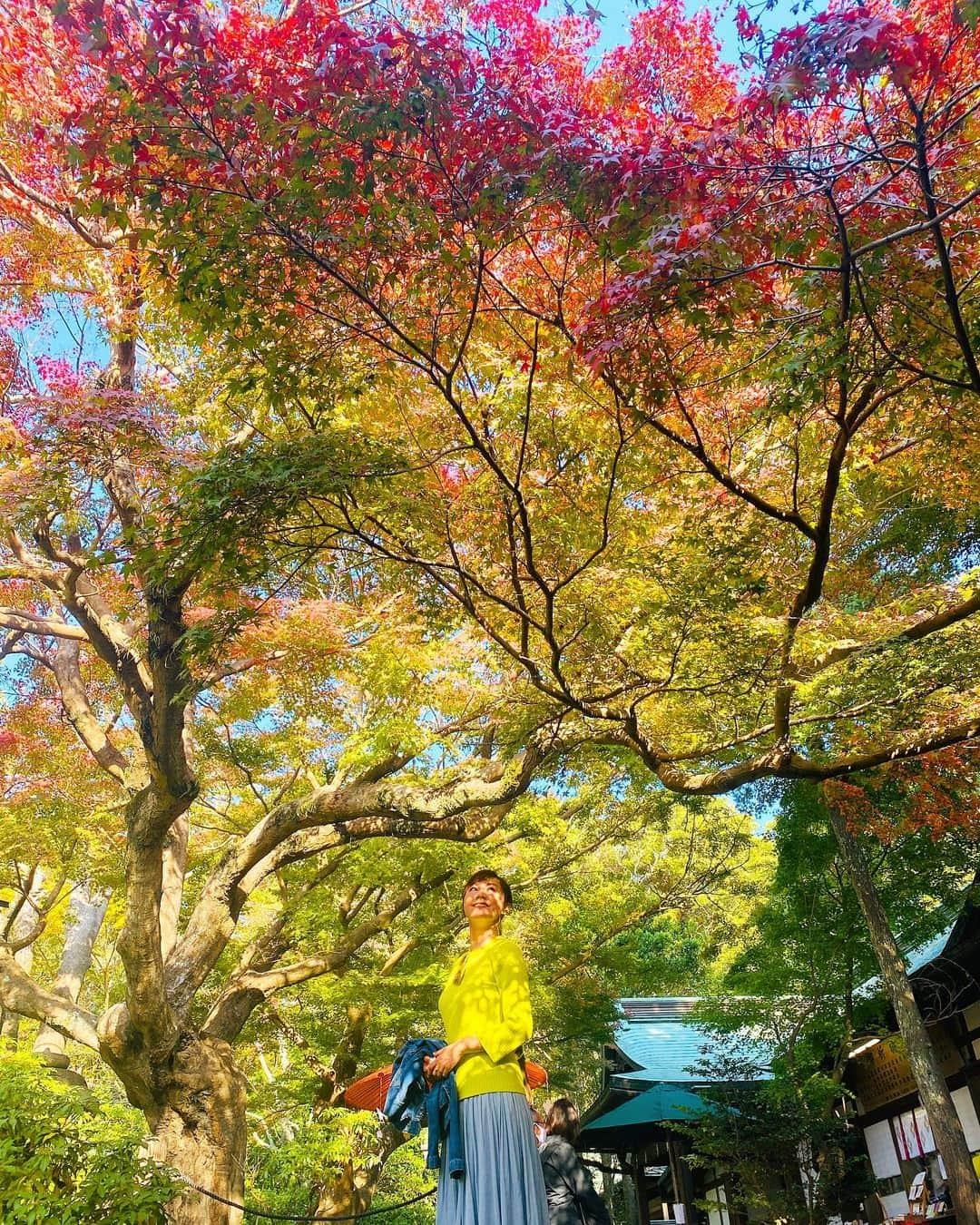 Hiroe Hiranoさんのインスタグラム写真 - (Hiroe HiranoInstagram)「またもや鎌倉の紅葉🍁 鮮やかな紅葉を見たい✨ ってことでサクッとお隣町へ。  なんとも美しいカラーのグラデーション。 日本の四季を感じるひととき🇯🇵 いいですなーぁ🌳🌳🌳  鶴岡八幡宮、鎌倉宮、報国寺、 めぐり、、、  個人的に #荏柄天神社  のクラシックな佇まいで良かった。 最後の立派な木の写真の所です。  #japan #日本 #kamakura #鎌倉 #紅葉　#beautifuljapan」11月18日 19時39分 - hiroe_hirano