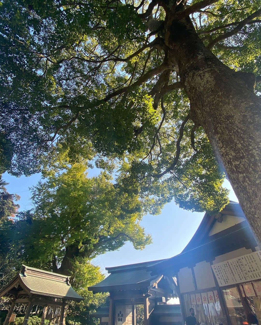 Hiroe Hiranoさんのインスタグラム写真 - (Hiroe HiranoInstagram)「またもや鎌倉の紅葉🍁 鮮やかな紅葉を見たい✨ ってことでサクッとお隣町へ。  なんとも美しいカラーのグラデーション。 日本の四季を感じるひととき🇯🇵 いいですなーぁ🌳🌳🌳  鶴岡八幡宮、鎌倉宮、報国寺、 めぐり、、、  個人的に #荏柄天神社  のクラシックな佇まいで良かった。 最後の立派な木の写真の所です。  #japan #日本 #kamakura #鎌倉 #紅葉　#beautifuljapan」11月18日 19時39分 - hiroe_hirano