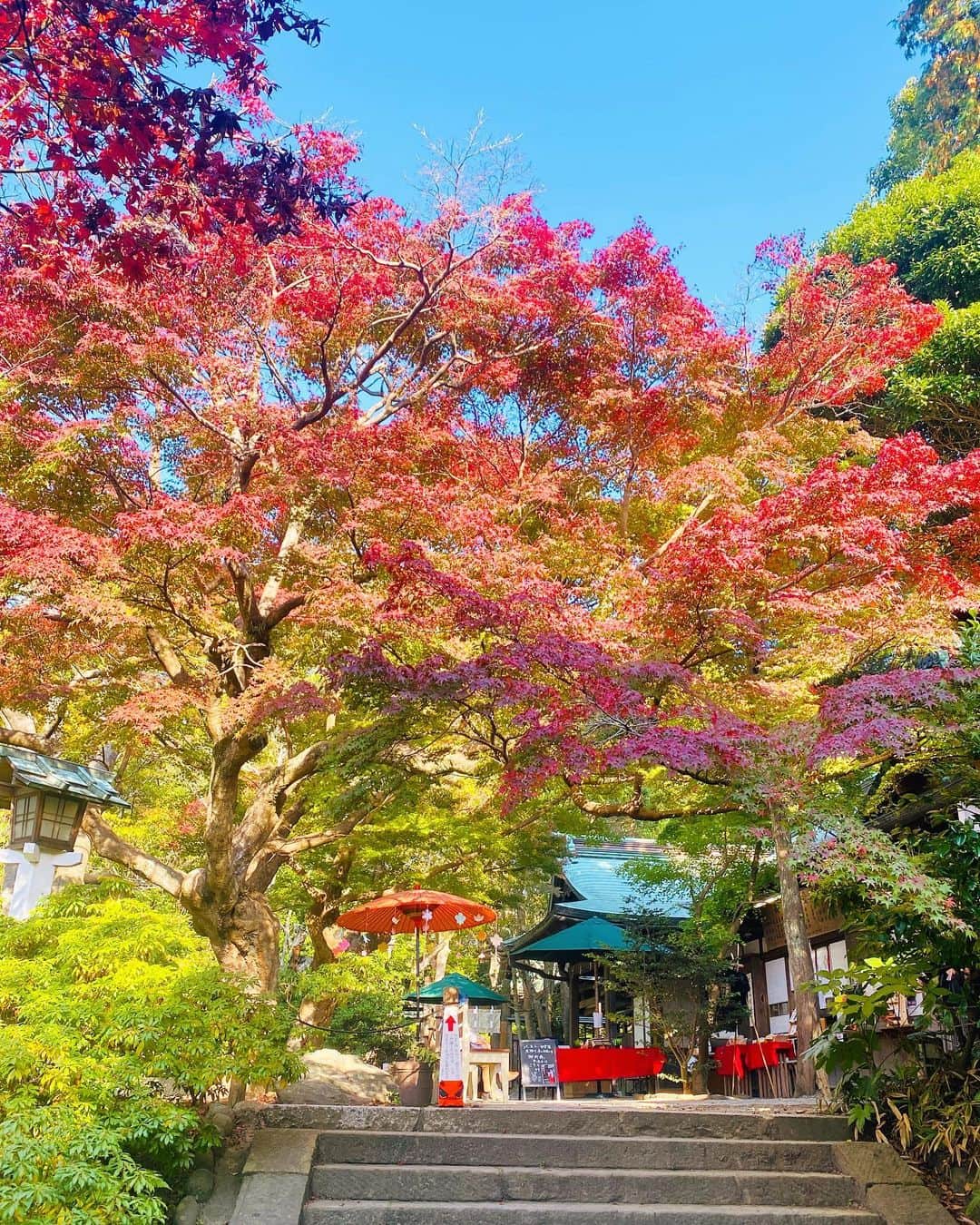 Hiroe Hiranoさんのインスタグラム写真 - (Hiroe HiranoInstagram)「またもや鎌倉の紅葉🍁 鮮やかな紅葉を見たい✨ ってことでサクッとお隣町へ。  なんとも美しいカラーのグラデーション。 日本の四季を感じるひととき🇯🇵 いいですなーぁ🌳🌳🌳  鶴岡八幡宮、鎌倉宮、報国寺、 めぐり、、、  個人的に #荏柄天神社  のクラシックな佇まいで良かった。 最後の立派な木の写真の所です。  #japan #日本 #kamakura #鎌倉 #紅葉　#beautifuljapan」11月18日 19時39分 - hiroe_hirano