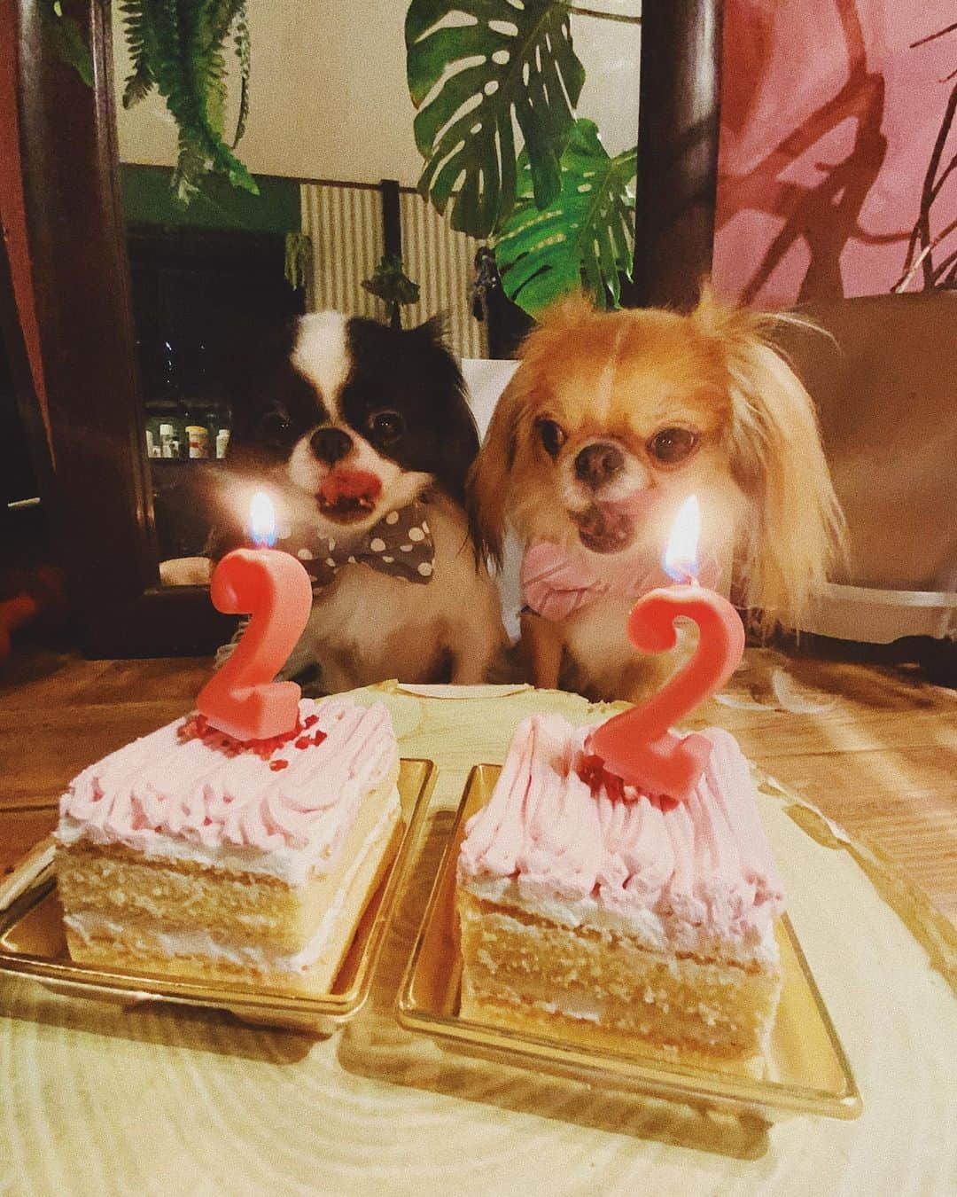 juntowaさんのインスタグラム写真 - (juntowaInstagram)「飼い主は僕たちの誕生日を忘れました。#ごめんよ#遅れて#お祝い#2歳誕生日」11月18日 19時44分 - juntowa