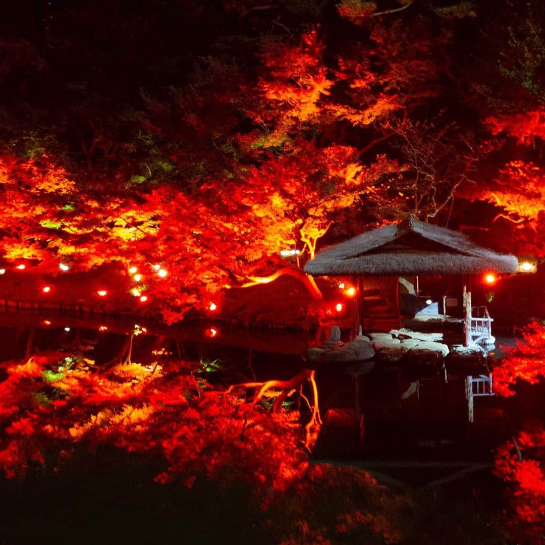 八芳園さんのインスタグラム写真 - (八芳園Instagram)「400年の歴史を持つ日本庭園が、 幻想的な赤に包まれる大人の夜 TOKYO RED GARDEN 2020 . 明日より毎年恒例の 期間限定GARDEN BARが登場いたします。 . 庭園の中庭に設置される 赤く光るGARDEN BARにて、 . 身体が温まるホットワインやカクテル、 八芳園シェフがお届けする 特製カナッペをお愉しみください。 . また、GARDEN BARの開催に合わせて 和傘のライトアップも設置。 . 毎年人気の写真映えするスポットです。 . 日本の風情あふれる静かな庭園で 大人の夜の贅沢な時間をお過ごしください。 . 港区白金台の八芳園にて 皆さまのお越しを心よりお待ちしております。 . ■GARDEN BAR開催日程 2020年11月19日(木) 〜21日(土) 2020年12月4日(金)・9日(水)・10日(木)・13日(日) . 開催時間 17:00~20:00(19:30LO) . . #TOKYOREDGARDEN フォトコンテスト開催中。 素敵な写真をご応募してくれた方には 八芳園レストランでのお食事チケットをはじめ 賞品をプレゼントいたします。   詳細は「TOKYO RED GARDEN 2020」 サイトよりご確認くださいませ。 . ■TOKYO RED GARDEN 2020 https://happo-en.com/event/autumn_festival2020/ . .  #八芳園 #結婚式場 . #日本庭園 #自然 #紅葉 #紅葉スポット #紅葉ライトアップ #秋　#風景写真 #港区 #紅葉狩り  . #東京観光  #東京カメラ部  #自然が好き #写真好き  #写真好きな人と繋がりたい  #カメラ好きな人と繋がりたい  #風景写真を撮るのが好きな人と繋がりたい  #その瞬間に物語を  . #和装結婚式 #プレ花嫁 #式場探し #プレ花嫁さんと繋がりたい . #japanesegarden  #tokyotrip  #forbestravelguide #photostagram  #tokyotokyo  #東京をもっと楽しもう」11月18日 20時00分 - happoen