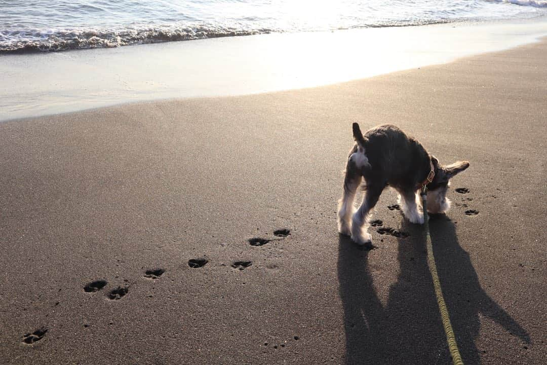 玖瑠実さんのインスタグラム写真 - (玖瑠実Instagram)「砂浜を跳ねて走るジジ 足跡かわいい🐾」11月18日 20時05分 - kurumi_0125_