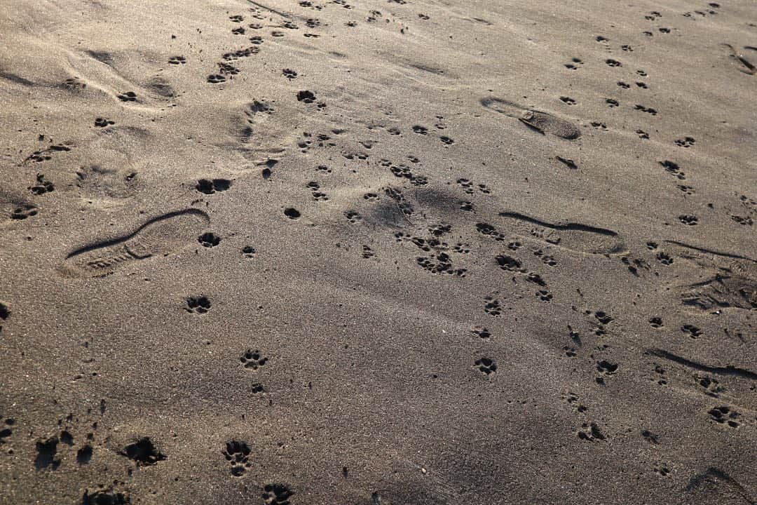 玖瑠実さんのインスタグラム写真 - (玖瑠実Instagram)「砂浜を跳ねて走るジジ 足跡かわいい🐾」11月18日 20時05分 - kurumi_0125_