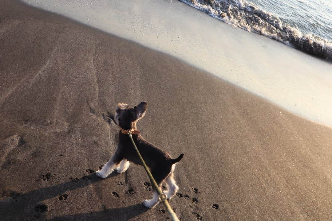 玖瑠実さんのインスタグラム写真 - (玖瑠実Instagram)「砂浜を跳ねて走るジジ 足跡かわいい🐾」11月18日 20時05分 - kurumi_0125_