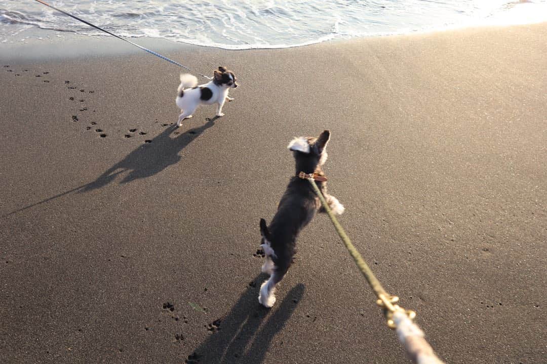 玖瑠実さんのインスタグラム写真 - (玖瑠実Instagram)「砂浜を跳ねて走るジジ 足跡かわいい🐾」11月18日 20時05分 - kurumi_0125_