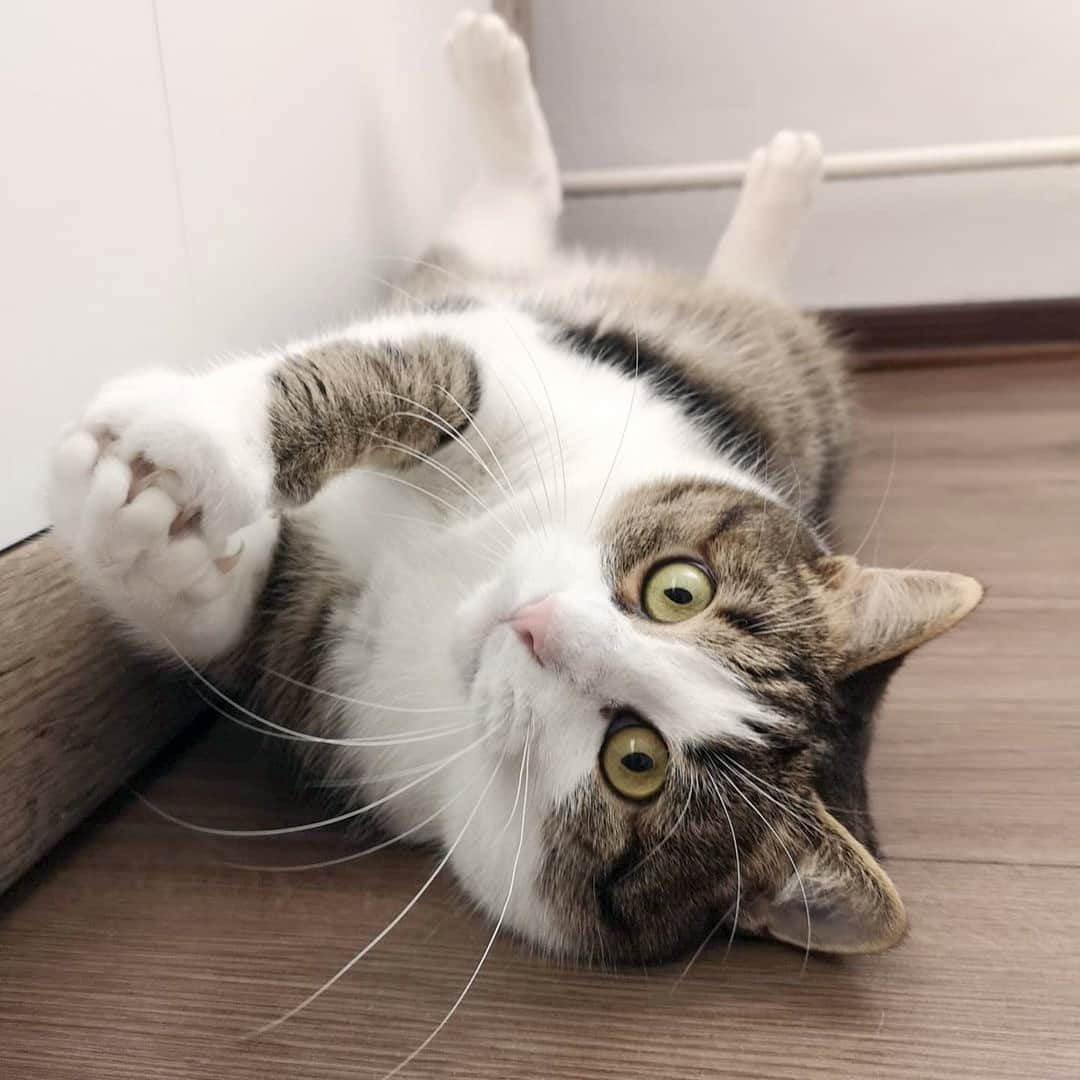 CatStockerさんのインスタグラム写真 - (CatStockerInstagram)「Hello! #catstocker is here! Follow our FURRriend @theofficialmessicat Swipe for more pictures 👉 . . . . . #cat #neko #mačka #chat #kočka #котка #kotek #kot #кіт #mače #кошка #кот #katze #gato #gatto #kissa #kattunge #猫 #고양이 #貓 #kedi #köttur #kissanpentu #חתול #кішка #kedicik #кошеня #gattino #子猫」11月18日 20時17分 - catstocker