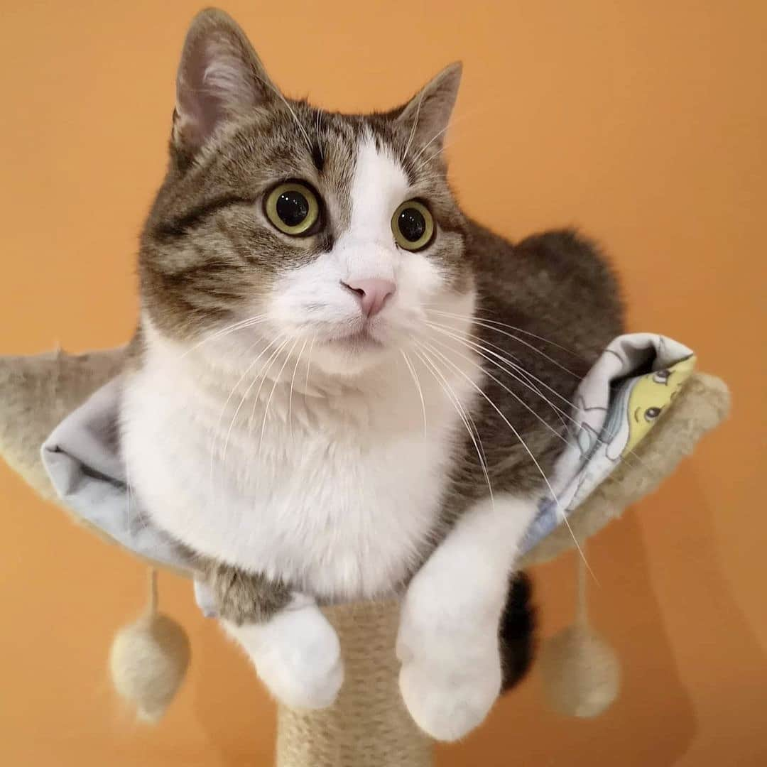 CatStockerさんのインスタグラム写真 - (CatStockerInstagram)「Hello! #catstocker is here! Follow our FURRriend @theofficialmessicat Swipe for more pictures 👉 . . . . . #cat #neko #mačka #chat #kočka #котка #kotek #kot #кіт #mače #кошка #кот #katze #gato #gatto #kissa #kattunge #猫 #고양이 #貓 #kedi #köttur #kissanpentu #חתול #кішка #kedicik #кошеня #gattino #子猫」11月18日 20時17分 - catstocker