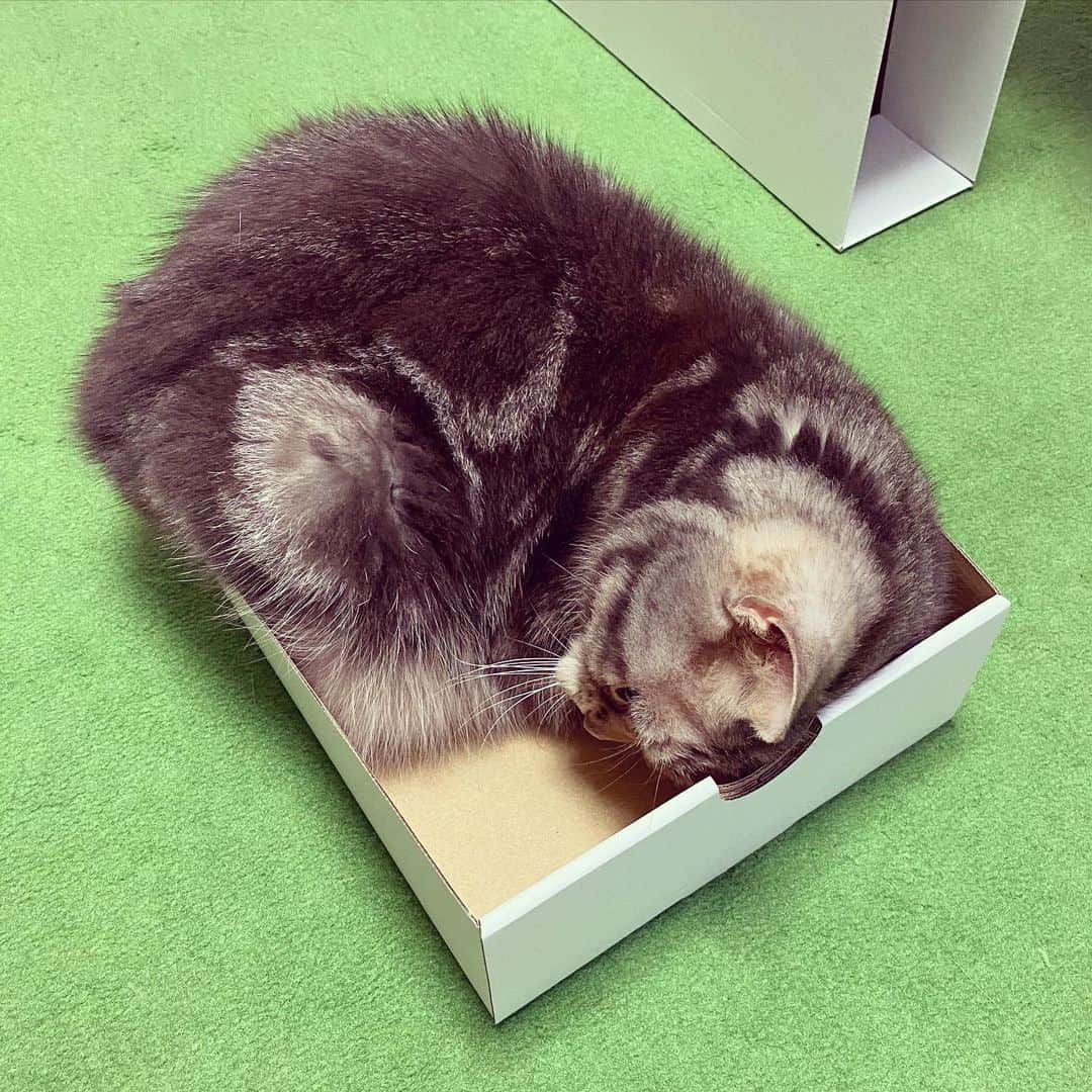 のインスタグラム：「※ ちんまい。  かわいい。  ちんまい。  かわいい。  #永遠につづくよ親バカは」