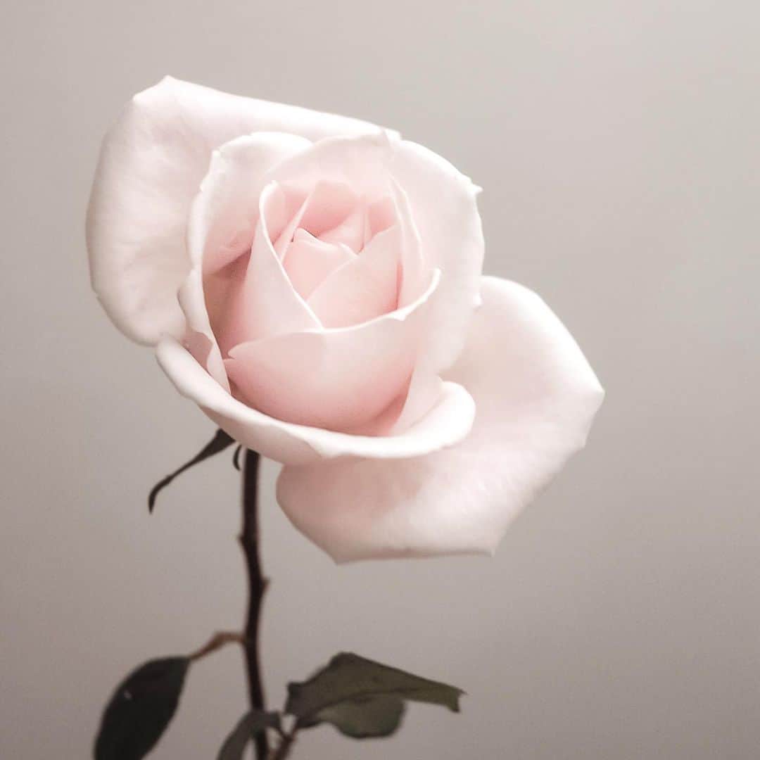 CHIHIROのインスタグラム：「🌹✨  忘れられない恋 忘れなきゃいけない恋 忘れたくない恋  色んな恋の形があって 色んな答えがある。  今日は久しぶりに恋愛相談を。 少しずつ答えていくね！  #恋　#rose」