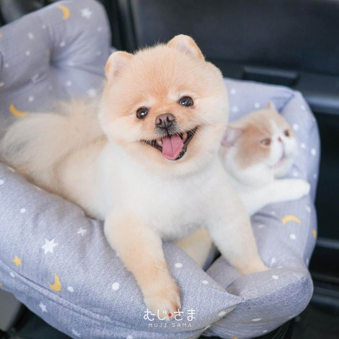 むじさまさんのインスタグラム写真 - (むじさまInstagram)「Time to gooo!! 🚙」11月18日 20時45分 - mujisama