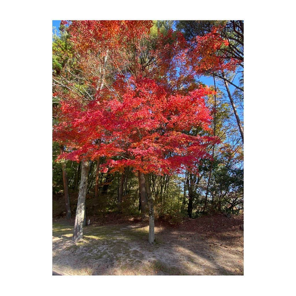 宮里美香さんのインスタグラム写真 - (宮里美香Instagram)「*** 愛媛県に来てます🍊 練習ラウンドは、エイミーと笹生優花ちゃんとしました😊 初めて3人でラウンドだったんですが、めっちゃ楽しかったな〜✨ 優花ちゃんが、私の姪っ子と同じ歳だったのには驚いたけど…🙈 . . エリエールレディス⛳️ 明日から初日です！自分を信じて、楽しくラウンドしてきます♪ 今週も応援宜しくお願いします✨ . . #practiceround #golf #enjoyed #autumn #autumnleaves #🍁 #練習ラウンド #楽しかった #紅葉が綺麗  #明日から頑張ります」11月18日 21時01分 - mikamiyazato_official