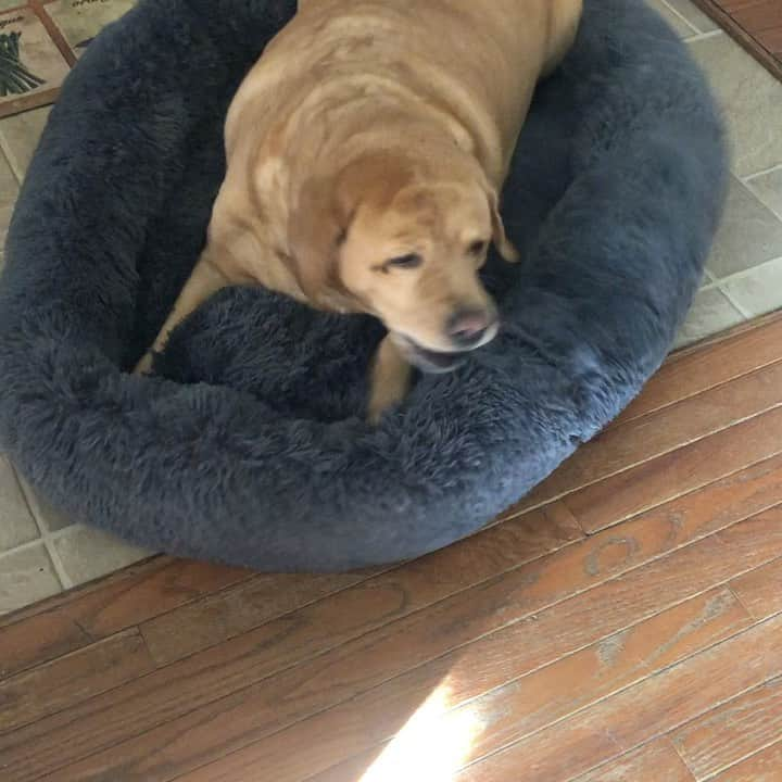 Jake And Gingerのインスタグラム：「BIG thank you to @pup.show for the most comfortable bed ever! Ginger LOVES it! Ginger highly recommends this big cozy bed! Visit pup.show today 🥰 #doglife #labsofinstagram #labsofinstagram #labrador #dogbed #petsofinstagram #pets #petbed #labs」