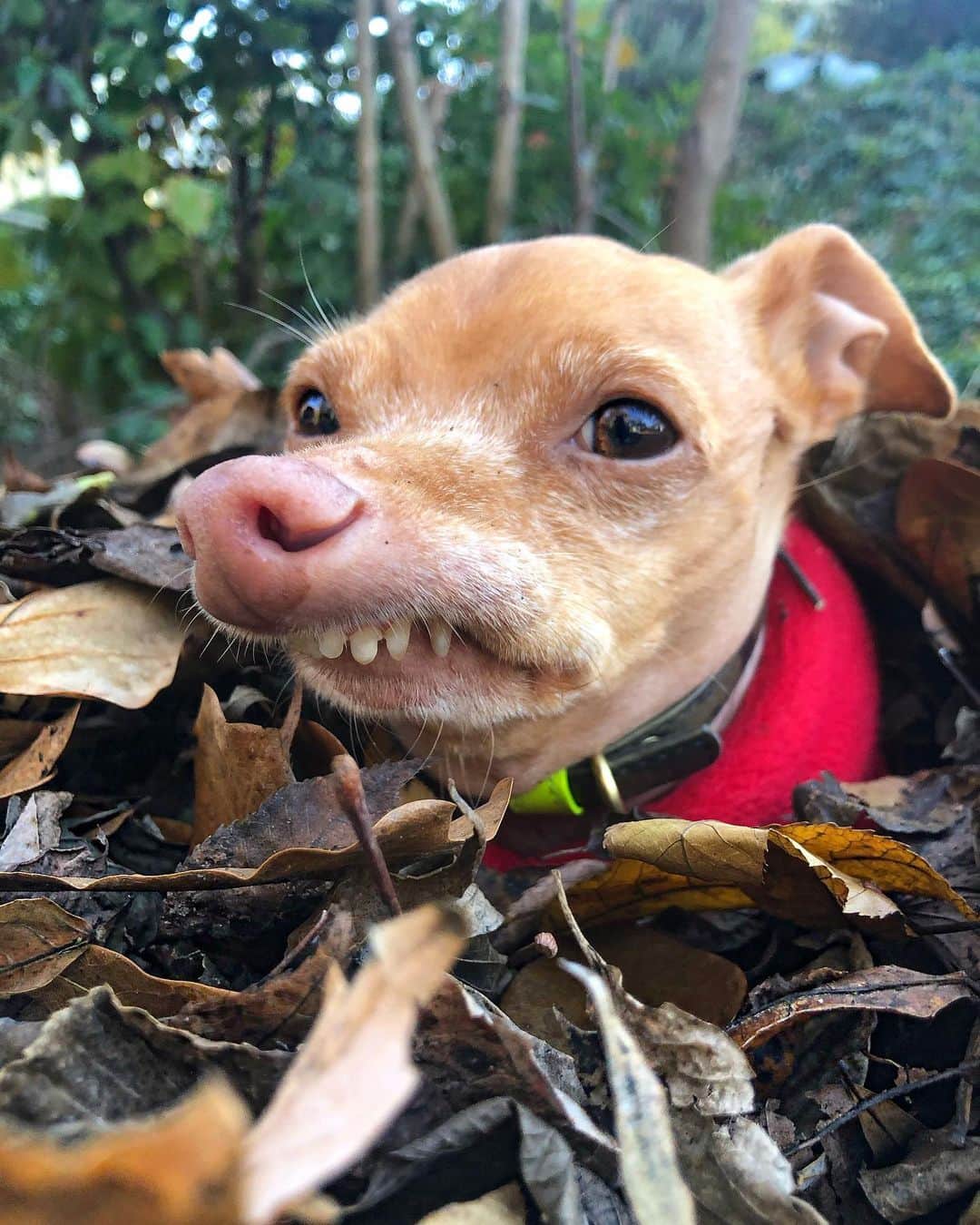Tuna {breed:chiweenie} さんのインスタグラム写真 - (Tuna {breed:chiweenie} Instagram)「He told me to leaf him alone.  He didn’t ask. He told. #rude」11月19日 6時50分 - tunameltsmyheart