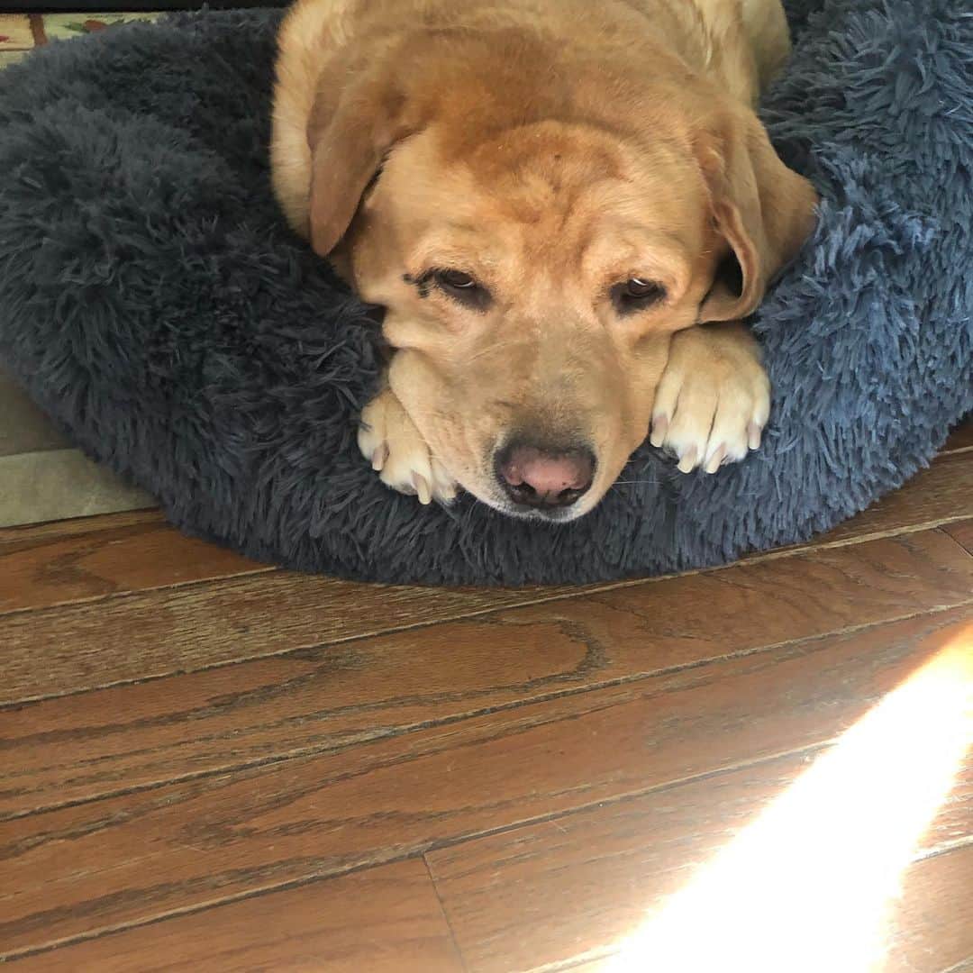 Jake And Gingerさんのインスタグラム写真 - (Jake And GingerInstagram)「Highly recommend this big cozy dog bed ! Ginger LOVES it! Visitor @pup.show today 🥰 #labstagram #labs_of_insta #petstagram #tailsofalab #talesoflabs #talesofalab #talesofalabpuppy #petsofinstagram #dogstagram」11月19日 6時51分 - jake_n_ginger