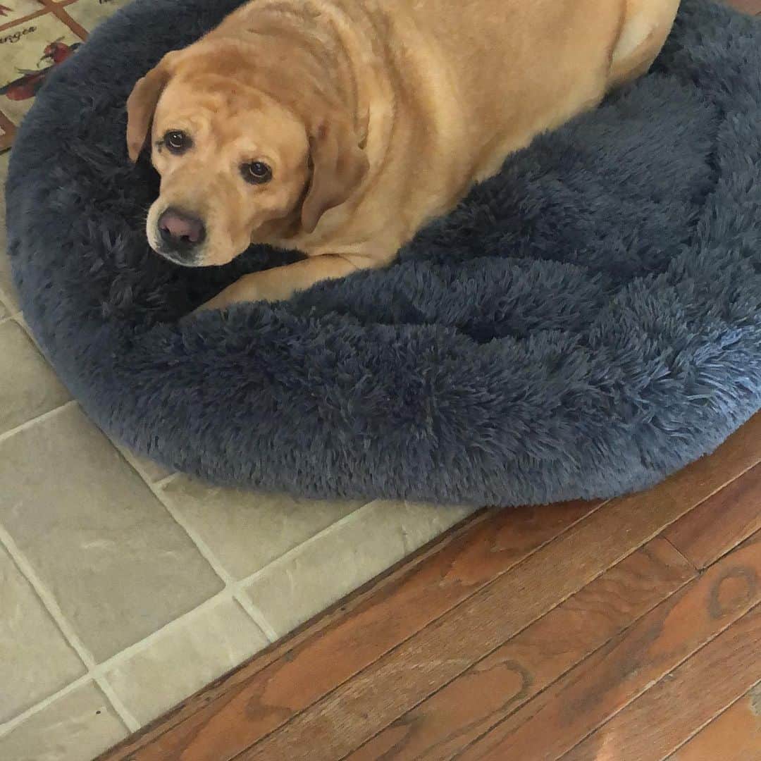 Jake And Gingerのインスタグラム：「Highly recommend this big cozy dog bed ! Ginger LOVES it! Visitor @pup.show today 🥰 #labstagram #labs_of_insta #petstagram #tailsofalab #talesoflabs #talesofalab #talesofalabpuppy #petsofinstagram #dogstagram」