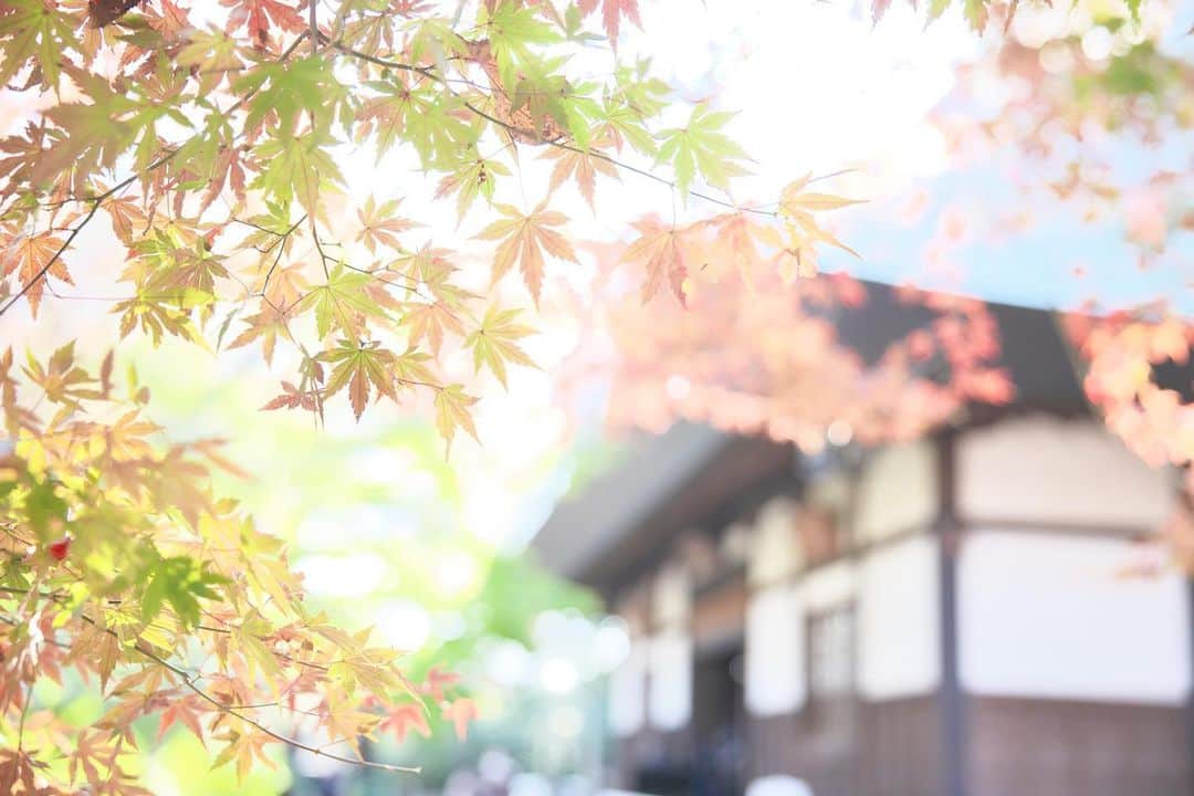 kiccyomuのインスタグラム：「☁️ 2020.11.19 Thu #九品仏 #浄真寺 まだ少し早かった #紅葉 🍁 真っ赤に染まる秋色が… 待ち遠しい🍁 また、来よっ❣️😄  今日も元気に🤗 🚄  location #東京 📷撮影 2020年11月15日」