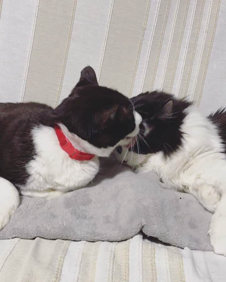 もじゃころのインスタグラム：「一昨日の #バングシー 🐶🐱 ペッペが優しい気持ちでばんどぅの頭舐めてあげてるのにばんどぅが途中で「やめろ✋」って😂ペッペの優しい心が折れまくってかわいそう😭ばんどぅもうちょっと我慢しろよ…  ペッペ…😭  #チョッチュ具志コロペッペ  #坂東玉隠しシャシャ丸」