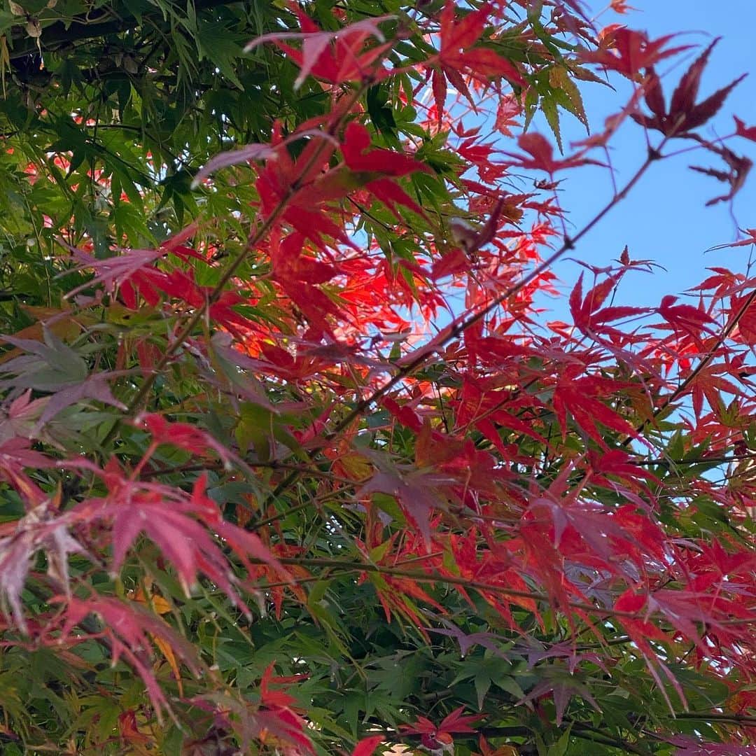 ImotoEtsuyo さんのインスタグラム写真 - (ImotoEtsuyo Instagram)「和モダンの洗練されたデザインが映える アットホームな雰囲気のくつろぎの湯宿。  ラフォーレ倶楽部　箱根強羅　湯の棲♩  大涌谷を源泉とする良質な温泉は、 硫黄やカルシウムを含む硫酸塩泉で、 美肌効果があり、 冷え性などにも良いみたい。  木のぬくもり溢れるインテリアや モダンな囲炉裏などスタイリッシュな 大人の空間で心も身体もやさしく 包まれてゆく時間が過ごせる　 そんなお宿でした。  ペットと同伴で宿泊出来る プランもあるそうです。  ラフォーレ倶楽部 箱根強羅 湯の棲 〒250-0408 神奈川県足柄下郡箱根町強羅1320  #ワンピース ➡︎ @feerichelu @joint_space   #ラフォーレ倶楽部箱根強羅湯の棲  #ラフォーレ倶楽部箱根強羅  #箱根旅行  #箱根  #箱根温泉  #強羅  #登山鉄道  #ロマンスカー #温泉好き  #温泉  #美肌 #艶肌  #白肌 #hakone  #onsen  #onsen♨️  #温泉宿 #タビジョ」11月19日 7時18分 - bisuhada