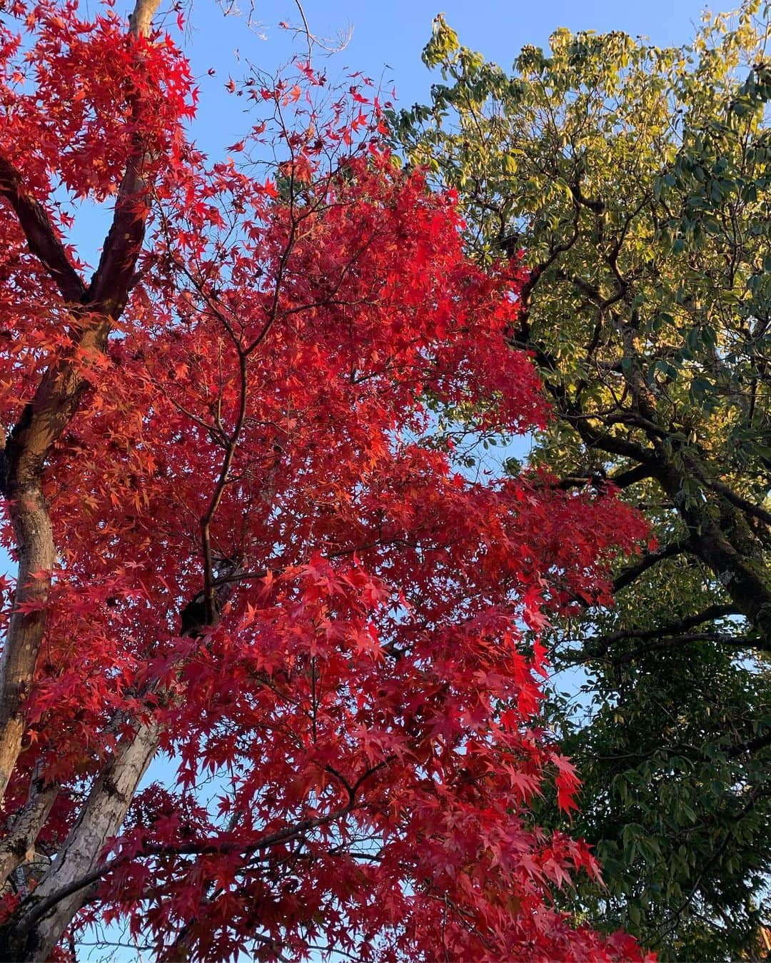 宮田綾子さんのインスタグラム写真 - (宮田綾子Instagram)「⁑ 清水寺 紅葉6分くらい🍁 グリーンと赤の葉っぱが入り混じってて可愛い〜癒された 3年ぶりに訪れた清水寺は、まだ工事中だった！  #京都 #清水寺 #京都観光 #京都旅行 #京都紅葉 #京都散策 #京都旅 #京都観光スポット #京都散歩 #京都デート #京都好きな人と繋がりたい #京都ぶらり #そうだ京都行こう #秋の風景 #秋の京都 #紅葉 #紅葉狩り #もみじ #もみじ狩り #秋空 #紅葉スポット #紅葉2020 #kyoto #kyotojapan #日本の風景 #日本の絶景 #日本の秋   ___________________∞__________________  インスタコンサルティング 受付中 詳細は @ayako__miyata  プロフィールURLよりご覧ください﻿﻿﻿﻿ ___________________∞__________________」11月19日 7時26分 - ayako__miyata