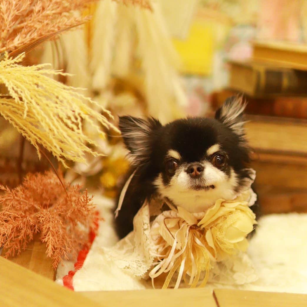 kayoのインスタグラム：「* * * 今月のトリミング🛁 * * めろめろ体重が…🤭 * * Melon❤️🛁 * * @dogsalon_motto  #トリミング * #chihuahua#chihuahualove#dogstgram#dog#instadog#チワワ#チワワ大好き#チワワのいる暮らし * * *」
