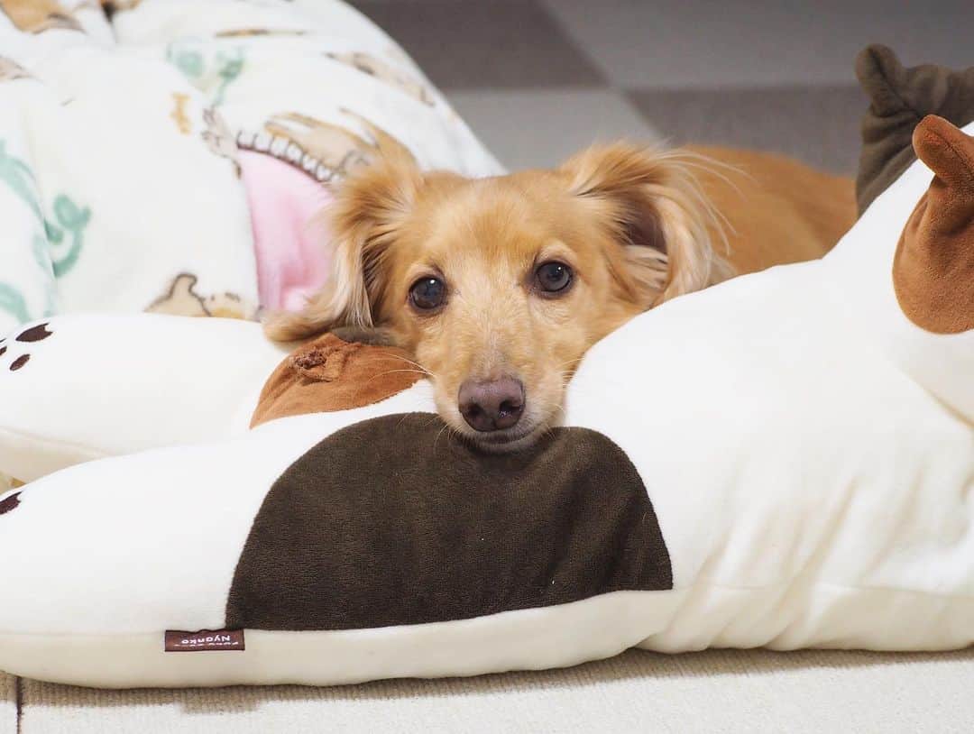 Sora Momoさんのインスタグラム写真 - (Sora MomoInstagram)「眠すぎてミケちゃん抱えたままフリーズするそら🐶🐾 ☺︎ 昨日の夜のそら トリミングして疲れてるのにお姉ちゃんの靴下とって逃げ回った後 大きなミケちゃんでご機嫌に遊んでたけど ついに力尽きてベッドの上に乗せたミケちゃん抱えたままフリーズしてうとうと この格好何とも言えないよね〜😂😂 ☺︎ #変な体勢のままフリーズ#ミケちゃんで遊びたいけど#睡魔に勝てない#力尽きて#うとうと#遊びすぎ#毎日笑える #ダックス#ミニチュアダックス #dachshund #miniaturedachshund」11月18日 23時08分 - teratera_sorapu_