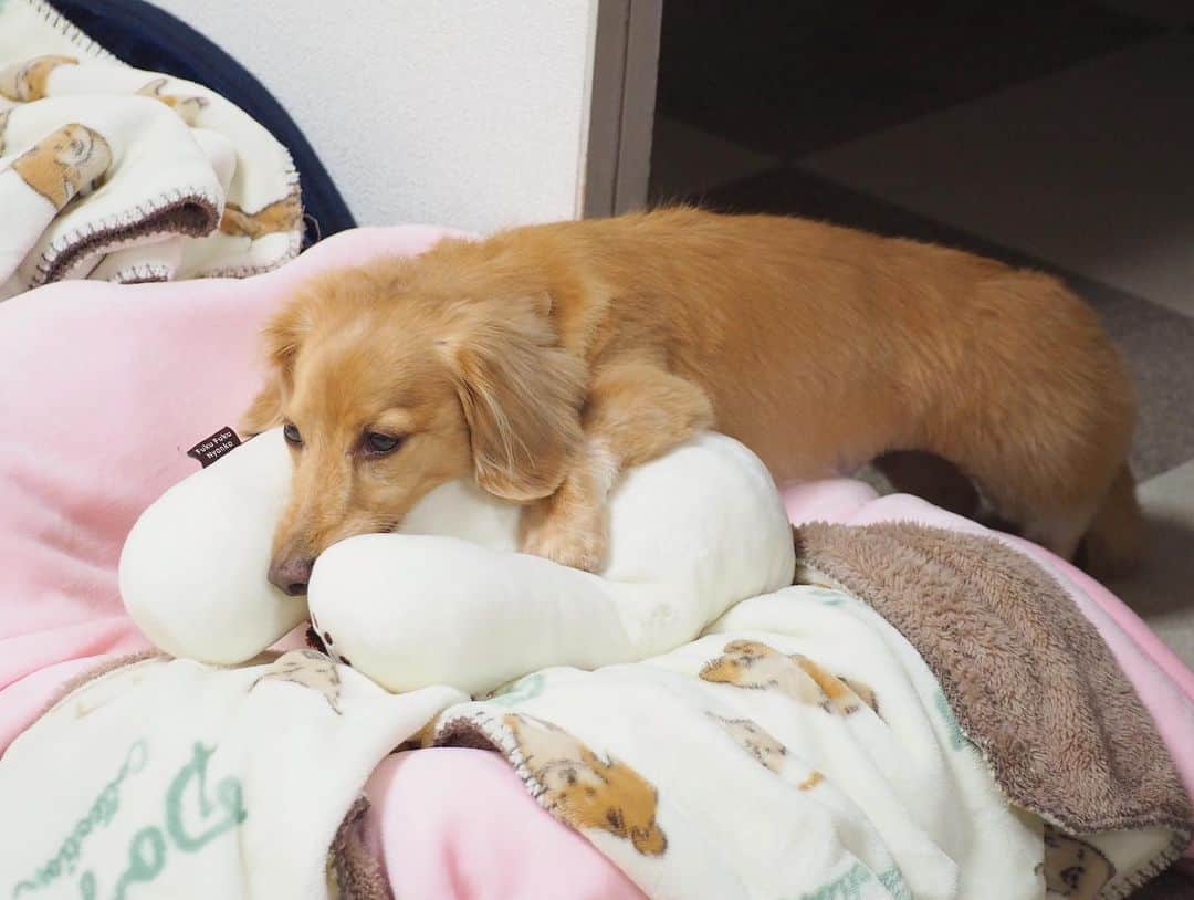 Sora Momoさんのインスタグラム写真 - (Sora MomoInstagram)「眠すぎてミケちゃん抱えたままフリーズするそら🐶🐾 ☺︎ 昨日の夜のそら トリミングして疲れてるのにお姉ちゃんの靴下とって逃げ回った後 大きなミケちゃんでご機嫌に遊んでたけど ついに力尽きてベッドの上に乗せたミケちゃん抱えたままフリーズしてうとうと この格好何とも言えないよね〜😂😂 ☺︎ #変な体勢のままフリーズ#ミケちゃんで遊びたいけど#睡魔に勝てない#力尽きて#うとうと#遊びすぎ#毎日笑える #ダックス#ミニチュアダックス #dachshund #miniaturedachshund」11月18日 23時08分 - teratera_sorapu_
