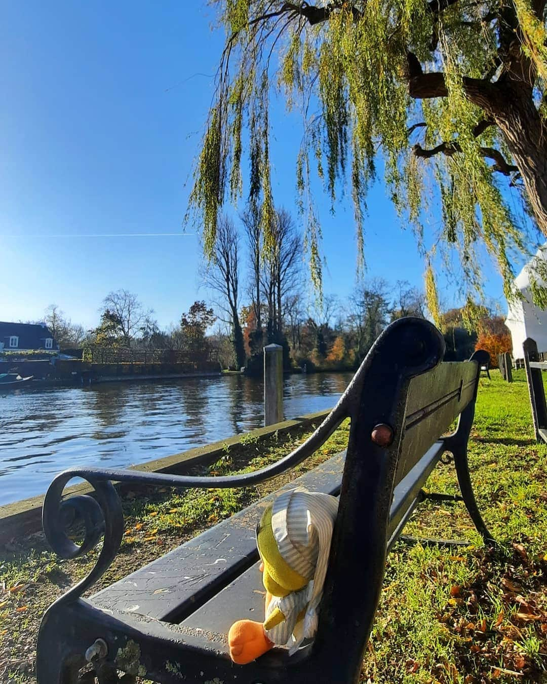 Little Yellow Birdさんのインスタグラム写真 - (Little Yellow BirdInstagram)「Today it feels like spring. Yay for global warming!! #littleyellowbird #tweety #tweetykweelapis #adventures #yellow #bird #wednesday #humpday #loenenaandevecht #river #riverview #vecht #bluesky #bluewater #november #feelslikespring #stuffedanimalsofinstagram #plushiesofinstagram」11月18日 23時10分 - tweetykweelapis