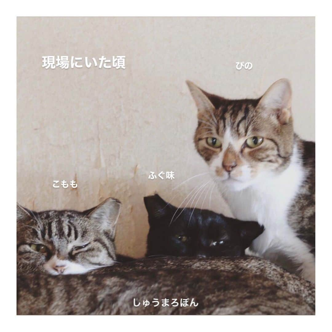 こむぎさんのインスタグラム写真 - (こむぎInstagram)「* ビックリ&嬉しいお知らせです〜😭 岐阜崩壊現場出身のふぐちゃんのこと。 今年の4月より東京の預かりさん宅( @musashi_kun0508 )で里親募集をしておりましたが、この度なんと預かりさんが里親さんへなってくださることに！！！！！ 晴れてふぐちゃんのずっとのお家が決まりました😭✨  ふぐちゃんも口内炎が酷く、抜歯が必要な子でしたが、岐阜の方では病院での手術枠やコロナのこともあってすぐには手術が受けられそうになかったので、東京の預かりさんへお願いをして東京の病院で犬歯を含めた全抜歯手術を行いました。  小柄でしょぼ顔でとっても可愛い子なので、全抜歯していても里親さんがすぐに見つかるかなと思いきや中々見つからず…💦  臆病なふぐちゃんでしたが、段々と預かりさん宅で慣れて来てくれて、この先また環境が変わることはふぐちゃんにとって大変じゃないか、そして何より段々と心を開いてくれるふぐちゃんにメロメロになってこの先も一緒にいたいと感じてくださるようになったそうです😭  ふぐちゃん良かったねぇ😭✨  3枚目の写真は現場にいた頃のガリガリのふぐちゃん。 痩せてるし、ずっと同じ場所から動かないから心配してたんだよ。 4枚目も同じく現場にいた頃。 みんなでしゅうくんの後ろに隠れてる😂 5枚目は東京へ連れて行く前に我が家で一時的にお世話していた時の写真。 怖がってすぐに逃げちゃってたね😂 ごまちゃんとのこの体格差！！😭  あ！そしてそして！ ふぐちゃんの新しいお名前は"ふぐ味(ふぐみ)"ちゃんになりましたー！！ ごま味とお揃いの"味"🤗 この味の伝承は昨年譲渡した"のり味"ちゃん以来だわ♡  幸せゲット本当におめでとう🎉 @musashi_kun0508 さん、本当にありがとうございます🙏🏻✨✨ #岐阜多頭崩壊レスキュー #味の伝承」11月18日 23時11分 - tomochunba