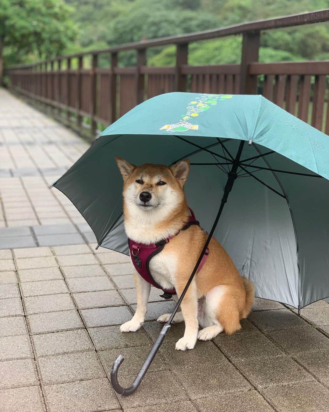 辜莞允（Nono Ku）さんのインスタグラム写真 - (辜莞允（Nono Ku）Instagram)「這個表情⋯ 你應該是一隻很有深度的小狗 #鼻子好濕#下雨也要散步」11月18日 23時27分 - nolovehowll