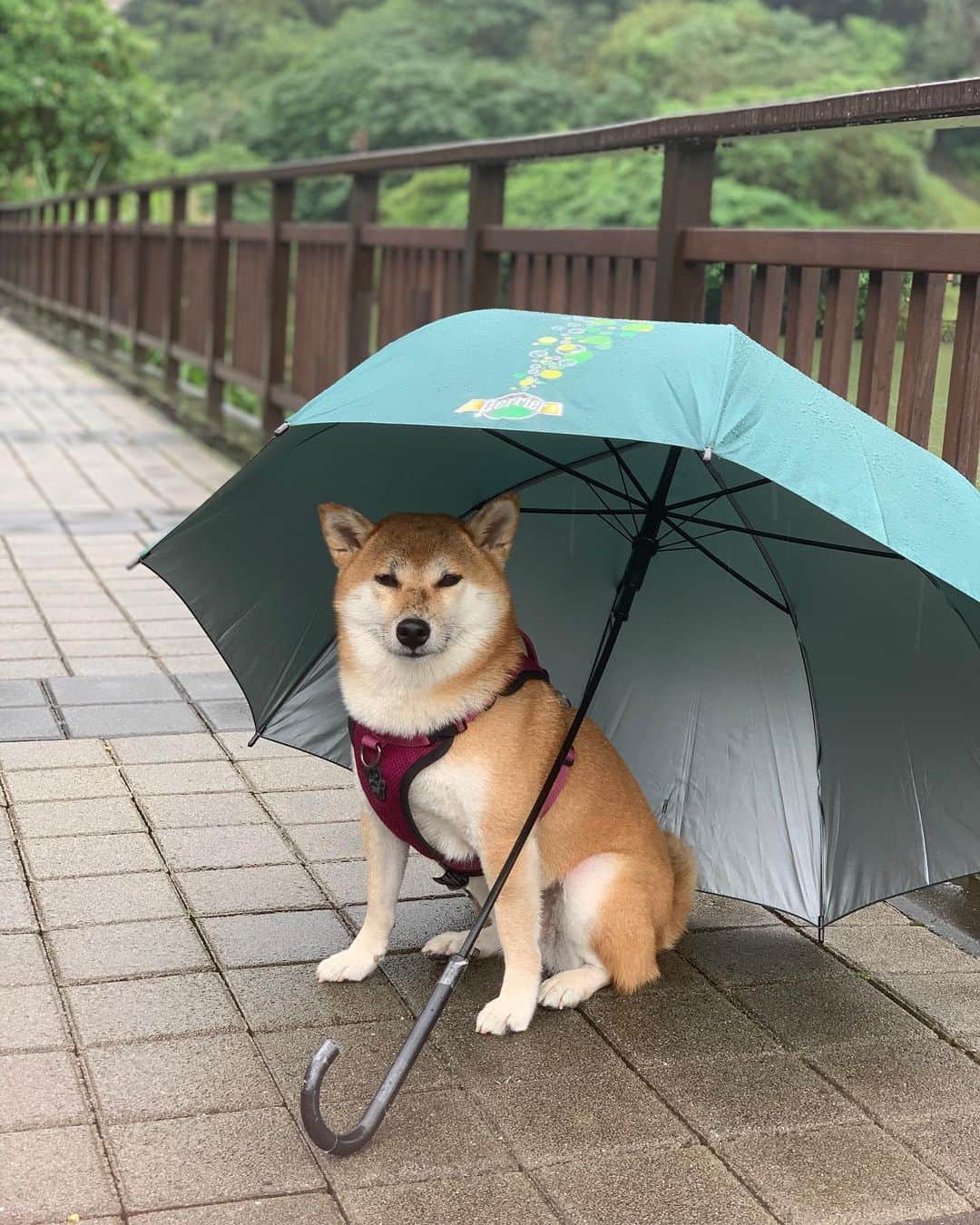 辜莞允（Nono Ku）さんのインスタグラム写真 - (辜莞允（Nono Ku）Instagram)「這個表情⋯ 你應該是一隻很有深度的小狗 #鼻子好濕#下雨也要散步」11月18日 23時27分 - nolovehowll