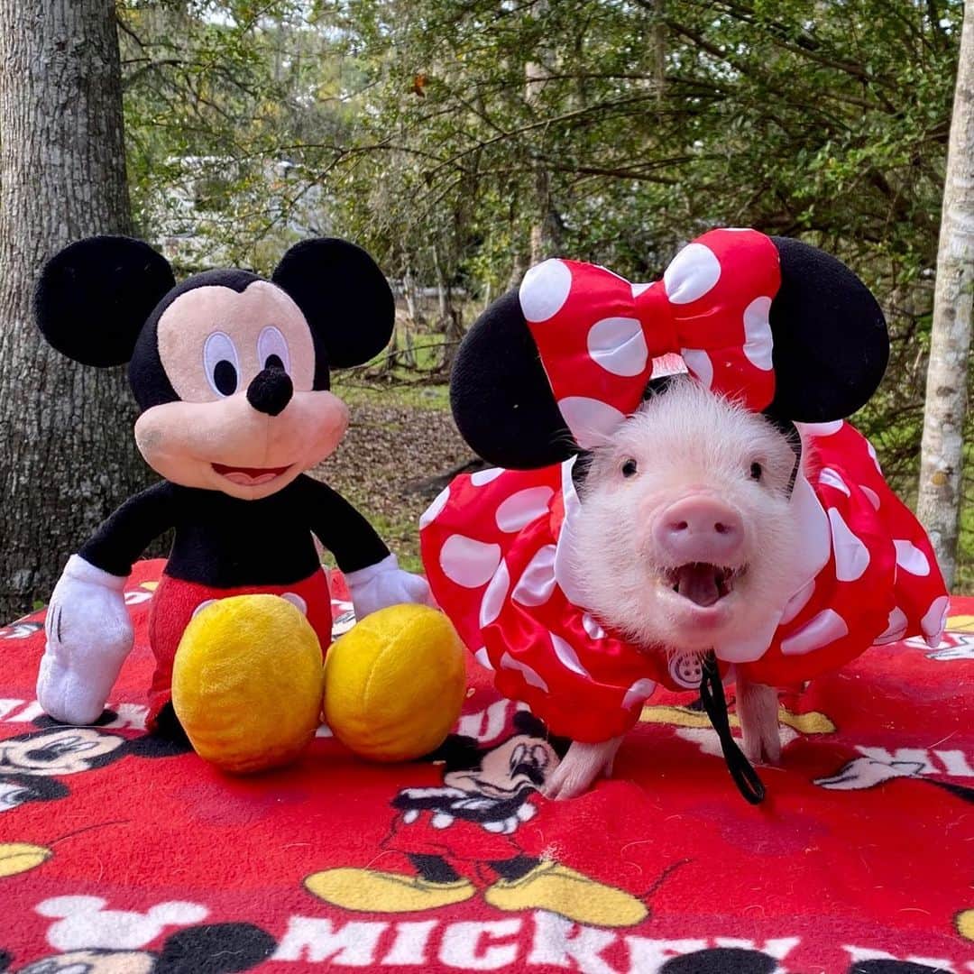 Priscilla and Poppletonさんのインスタグラム写真 - (Priscilla and PoppletonInstagram)「Just a “Minnie” pig singing Happy Birthday to Mickey Mouse!🐷❤️🐭#happybirthday #pansythepig #PrissyandPop」11月18日 23時38分 - prissy_pig