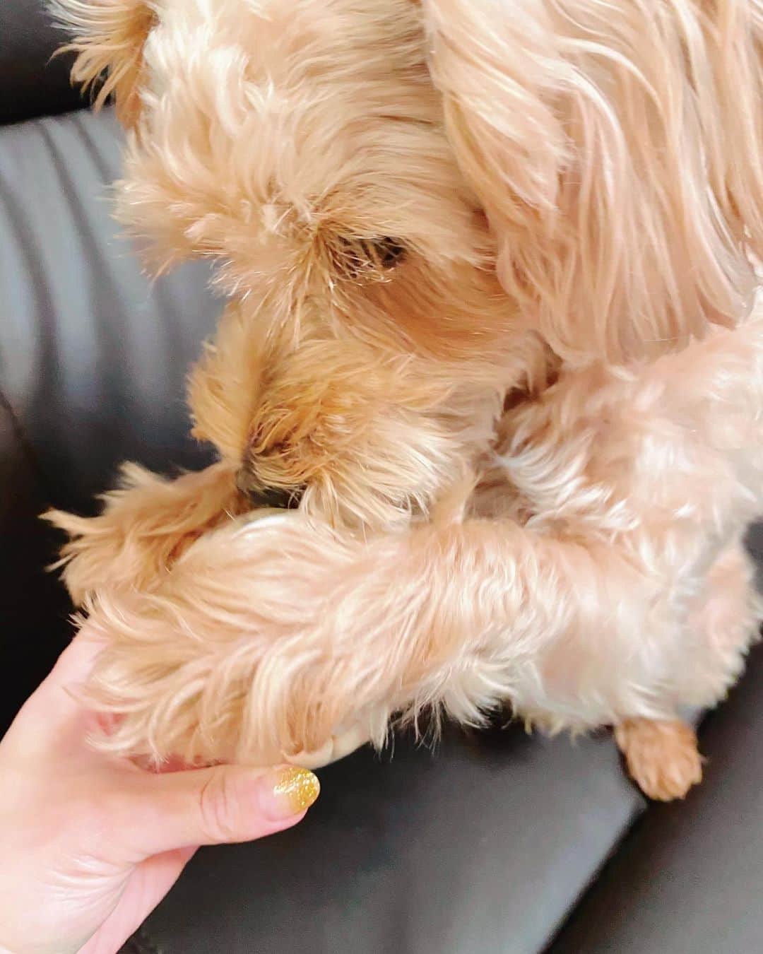 TONEAYUさんのインスタグラム写真 - (TONEAYUInstagram)「高級ボーロは、ぷー吉にお土産🐶🍥﻿ ﻿ ロゴ入りでかわいいー🥺❣️﻿ ﻿ 最後wwww﻿ ﻿ ﻿ #このボーロ1100円w﻿ #BTS﻿ #高級ボーロ﻿ #dog﻿ #ウェスプー﻿ #ぷー吉」11月18日 23時49分 - toneayu