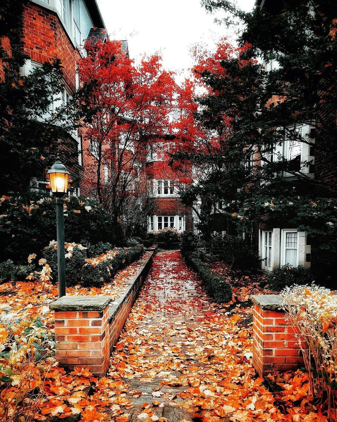 kaelのインスタグラム：「Last days of a most beautiful autumn 🍂」