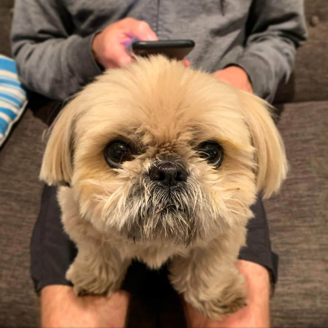 Dougie the Shih Tzuさんのインスタグラム写真 - (Dougie the Shih TzuInstagram)「Look at that big beautiful eye!  Had another great visit at the ophthalmologist yesterday — everything is healing well and they removed the rest of the eye graft.  We are still doing drops twice a day, but he’s tolerating it very well.  Thanks for all your concern!」11月19日 0時06分 - dailydougie
