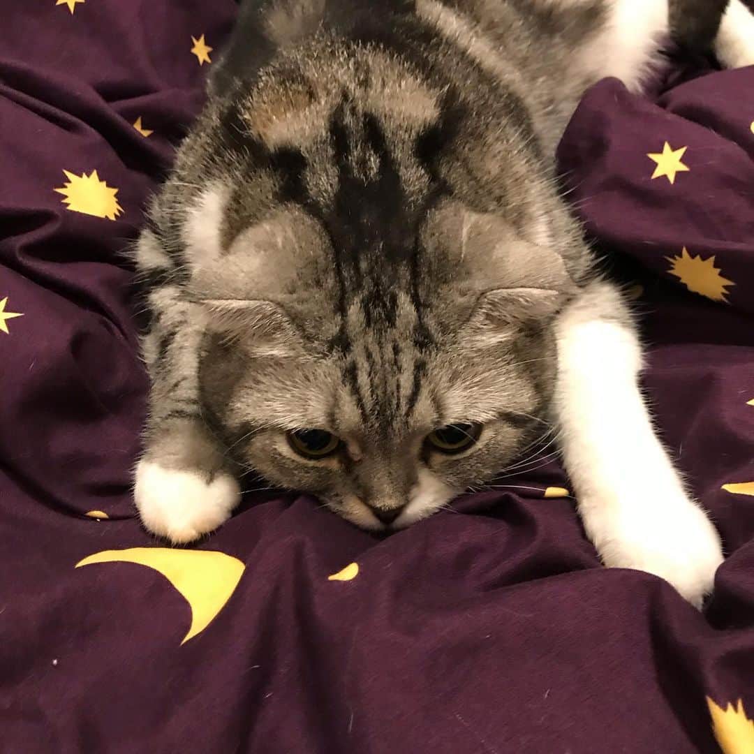 KATSUOのインスタグラム：「飛んでる風 . #cat #catsofinstagram #catstagram #instacat #cutecat #katsuo」
