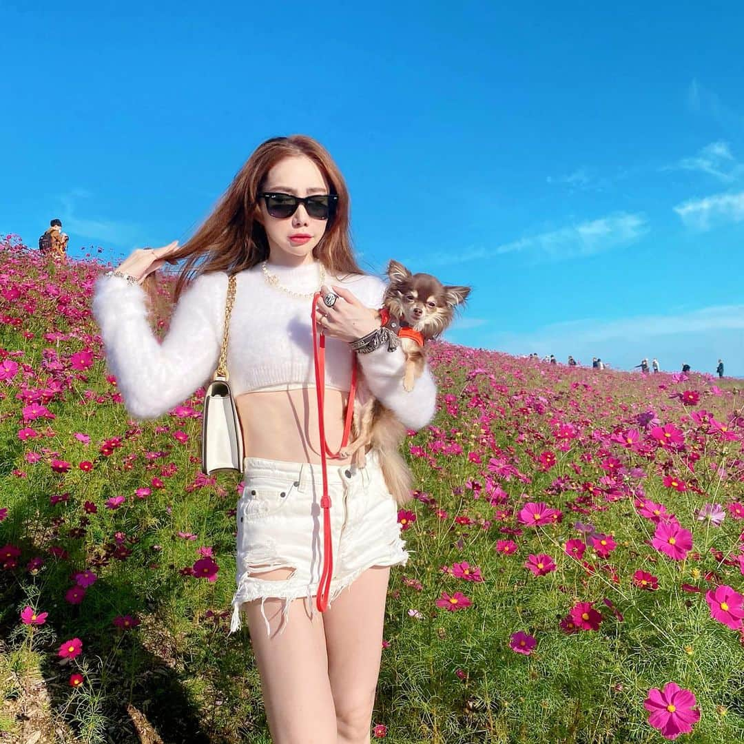 fashion dog loverさんのインスタグラム写真 - (fashion dog loverInstagram)「#cosmos and my dog🐶🐾  #cosmos #flowers #fashion #fashionblogger #fashionista #fashiongram #whitecode #fashionstyle #ootd #ootdfashion #outfit #outfitinspiration #outfitoftheday #gcds#chanel #dior #chihuahua #mydog #ファッション#ファッションコーデ #コーデ #コーディネート #コーデ記録#チワワ #チワワのいる暮らし #チワワ部」11月19日 0時11分 - chihuahuanyan