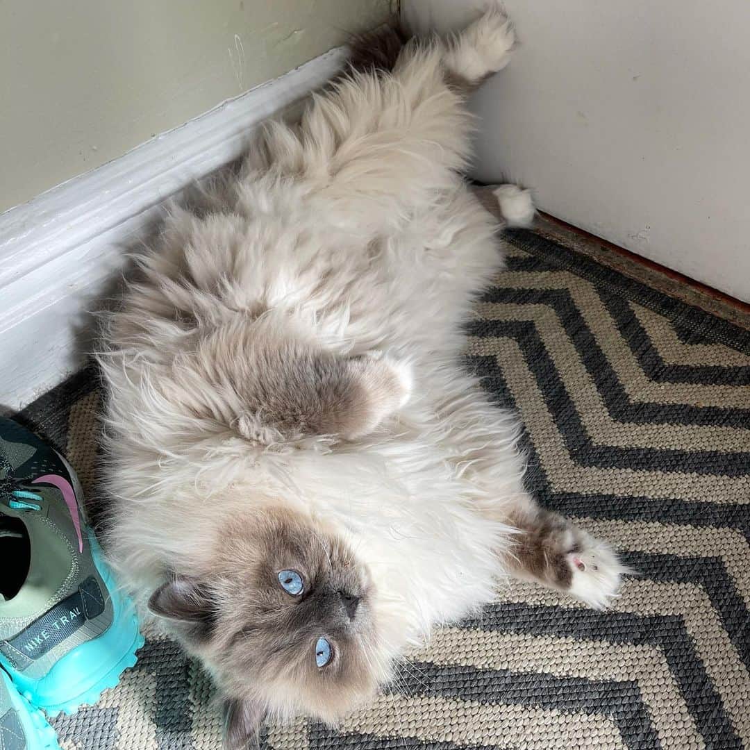 Tinaのインスタグラム：「George skipped sweater weather and went straight for the fur coat! 😂」