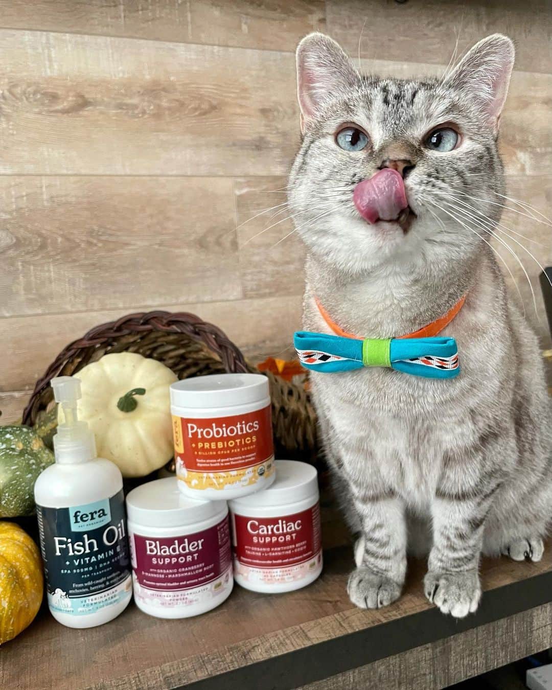 nala_catさんのインスタグラム写真 - (nala_catInstagram)「Have you considered adding supplements to your furry baby’s diet? My mommy adds Fish Oil from @ferapetorganics into my breakfast because of the health benefits including, skin and coat, cardiovascular, and so much more! Link in bio to explore the pawsome veterinarian formulated products offered by Fera Pet including, Cardiac Support and Bladder Support. Plus, Hip and Joint soft chews for doggos! #ferapetorganics #ad」11月19日 0時44分 - nala_cat