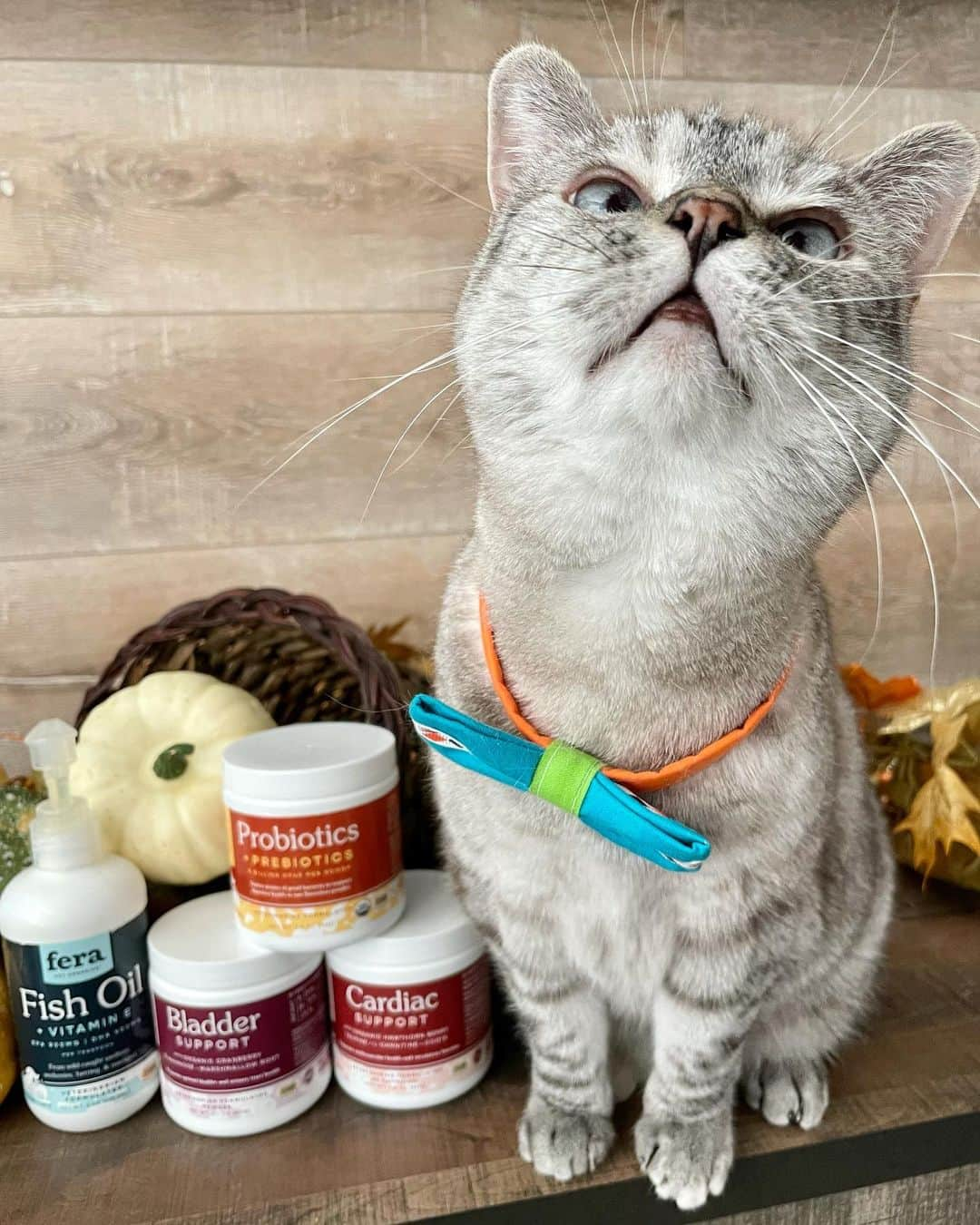 nala_catさんのインスタグラム写真 - (nala_catInstagram)「Have you considered adding supplements to your furry baby’s diet? My mommy adds Fish Oil from @ferapetorganics into my breakfast because of the health benefits including, skin and coat, cardiovascular, and so much more! Link in bio to explore the pawsome veterinarian formulated products offered by Fera Pet including, Cardiac Support and Bladder Support. Plus, Hip and Joint soft chews for doggos! #ferapetorganics #ad」11月19日 0時44分 - nala_cat