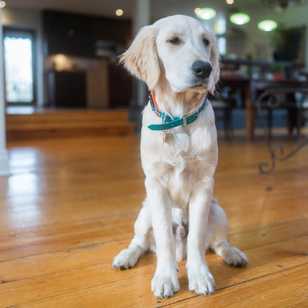 サイモンとマルティナさんのインスタグラム写真 - (サイモンとマルティナInstagram)「Fudgy is now five months old!  He has grown from a tiny nibbler to a lanky snuggler. He still nibbles a bit though, but not as sharply as before. How much bigger is he gonna get?」11月19日 0時52分 - eatyourkimchi