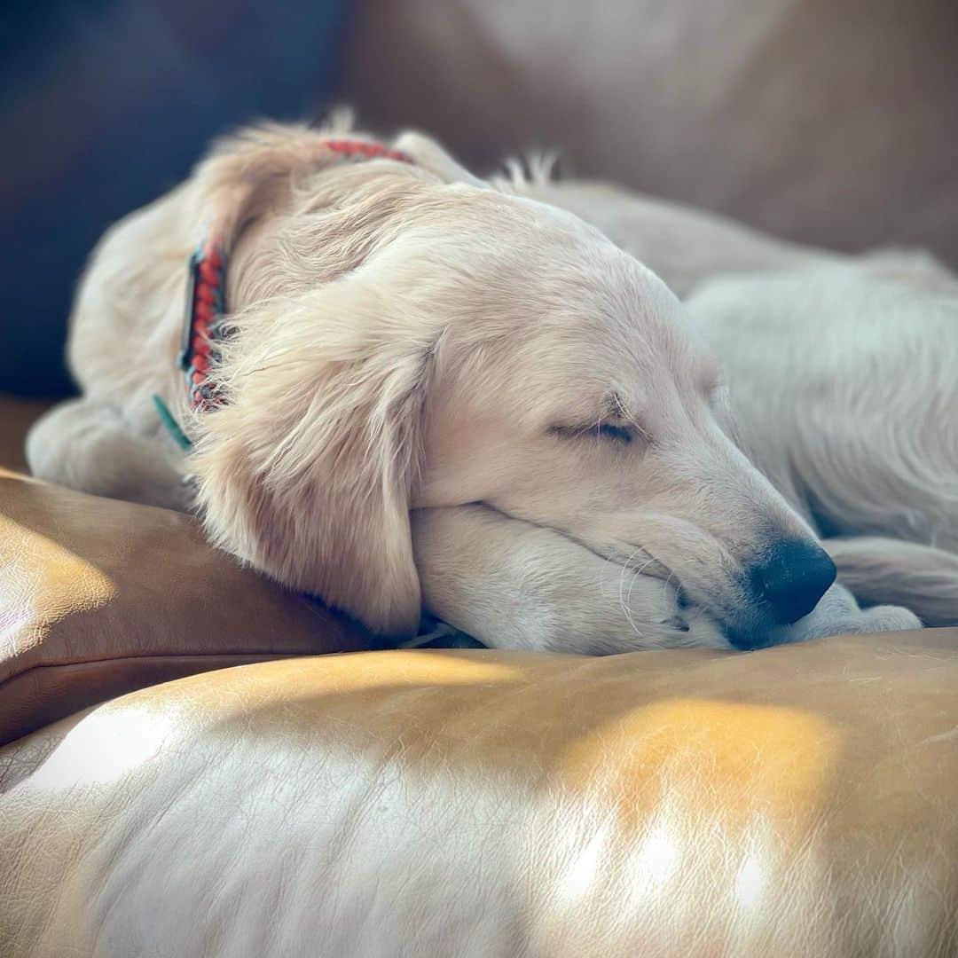 サイモンとマルティナさんのインスタグラム写真 - (サイモンとマルティナInstagram)「Fudgy is now five months old!  He has grown from a tiny nibbler to a lanky snuggler. He still nibbles a bit though, but not as sharply as before. How much bigger is he gonna get?」11月19日 0時52分 - eatyourkimchi