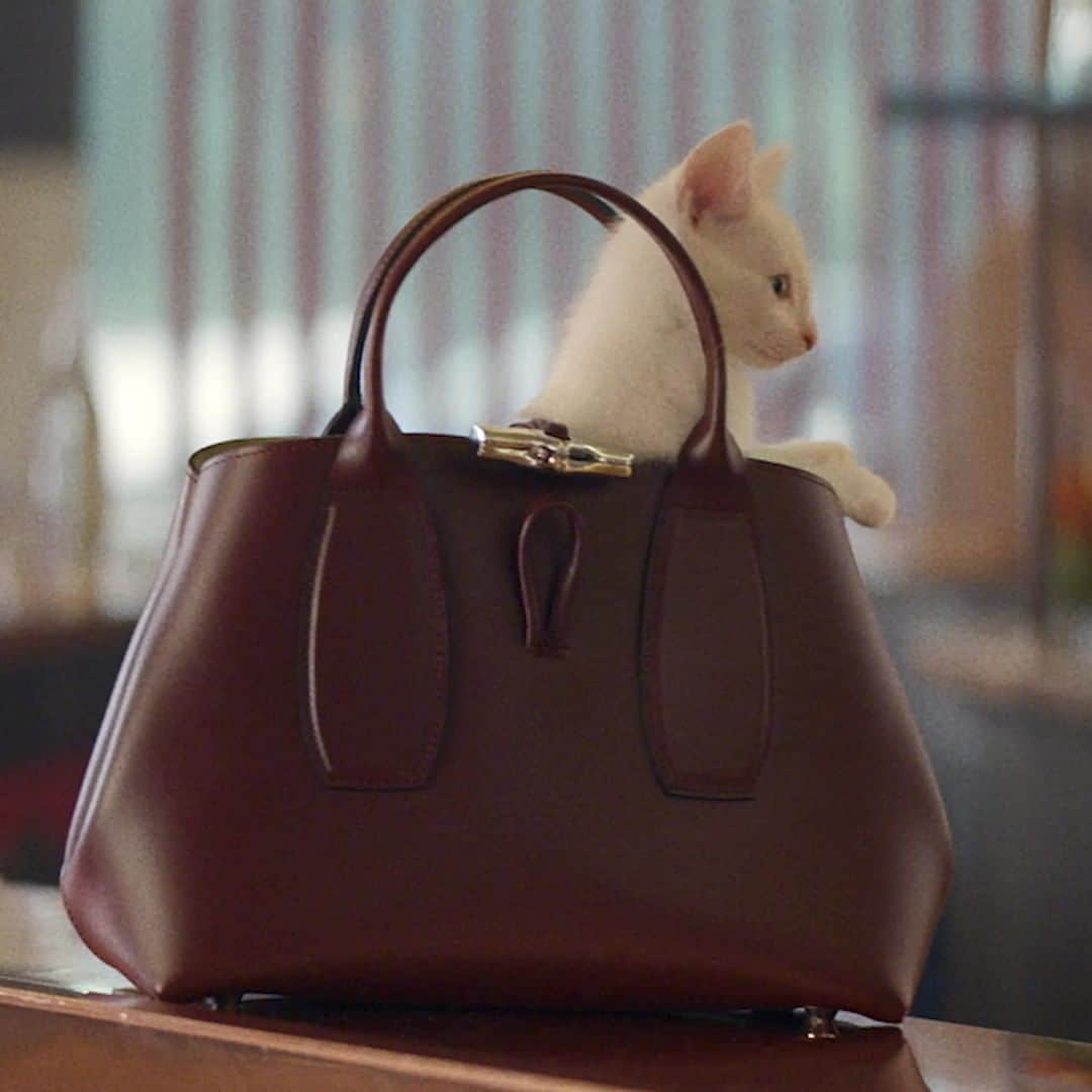 Longchampのインスタグラム：「Blanche. The cat named for the lyrics: "Et la Place Blanche a mauvaise mine" from "Il est cinq heures, Paris s'éveille," the iconic Parisian song that inspired our #TresParis short film.  Discover the full movie in our bio.  ... Blanche. Le nom du chaton inspiré de: "Et la Place Blanche a mauvaise mine" de "Il est cinq heures, Paris s'éveille," la chanson Parisienne emblématique de notre film #TresParis  Découvrez l’intégralité du film dans notre bio.   #LongchampTresParis  #LongchampSS21  #Longchamp」
