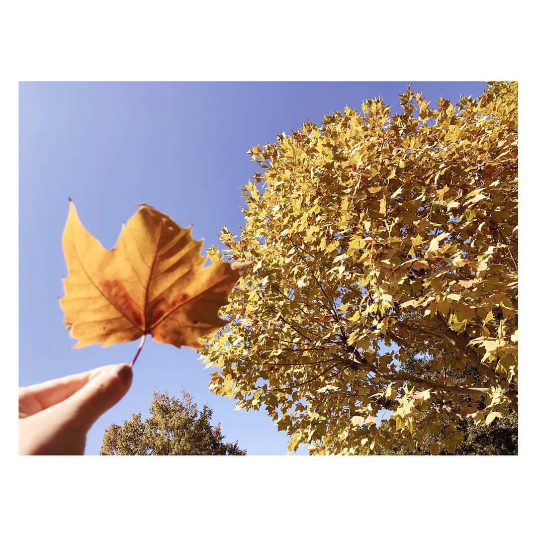 小河結香さんのインスタグラム写真 - (小河結香Instagram)「小さい秋見つけた🍁🍂 気付けば紅葉が良い感じ✨ 落ち葉の絨毯綺麗💕 どんぐりいっぱい落ちてた🌰 秋の公園ってなんか好き🥰 最近暖かくてお出掛け日和☀️ #小さい秋 #小さい秋見つけた #秋の公園 #紅葉 #どんぐり #たまにはアウトドア」11月19日 1時13分 - yun2world