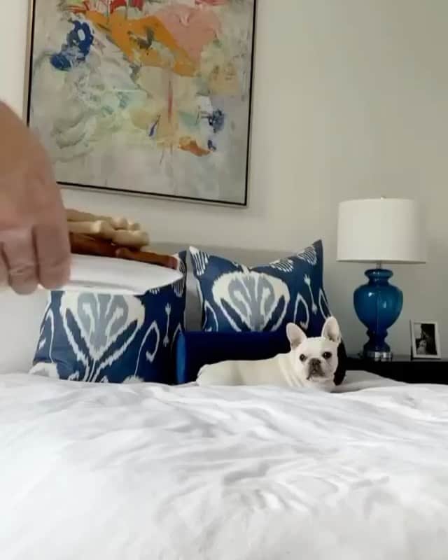 DogsOf Instagramのインスタグラム：「Will @goodboy.toad live up to his name and leave it or be a bad boy and eat it? 🤔 Watch to find out!」