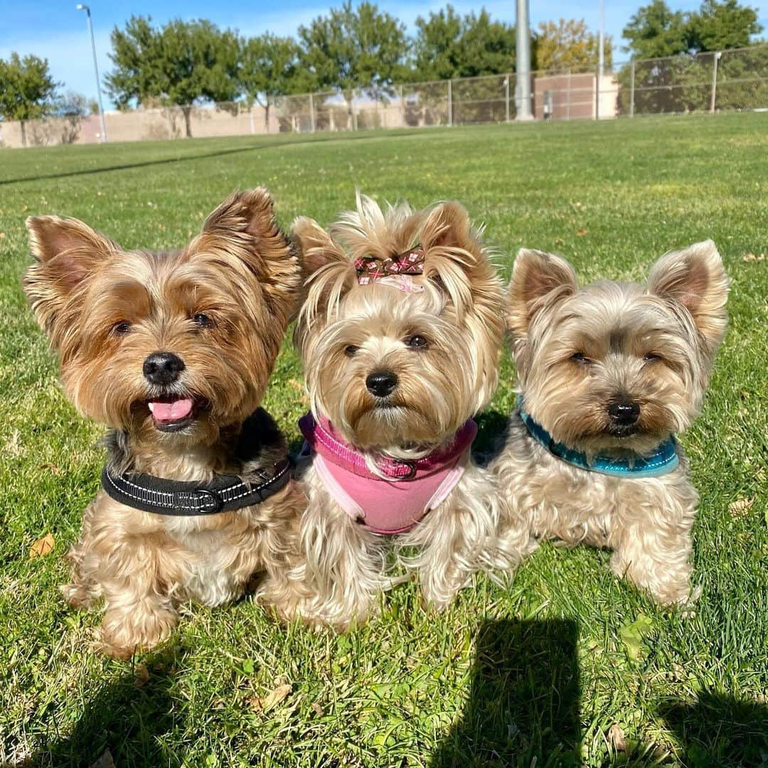 さんのインスタグラム写真 - (Instagram)「Sammy, Allie & Max 💭 Happy Hump Day! 🥰♥️🤗🌱☀️ We moved from one desert to another and we must say we are loving our life in the new desert! 🌵☀️♥️🌱 #WeloveVegas #JustMovedHere #DesertDogs #DesertLiving #ThreeAmigos」11月19日 2時00分 - happyyorkiefamily