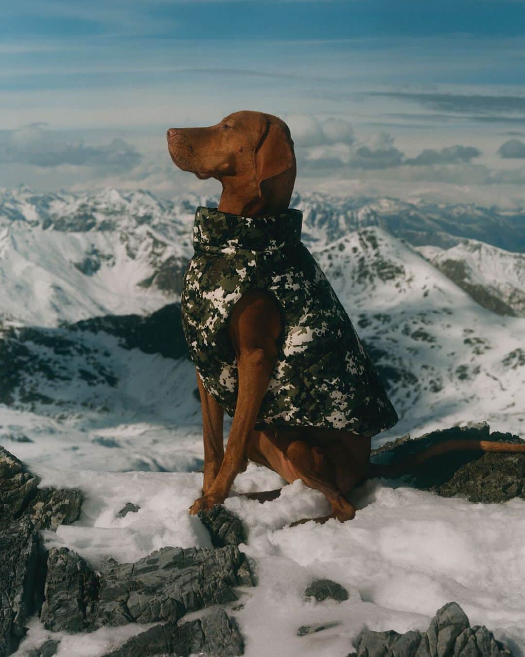 モンクレールさんのインスタグラム写真 - (モンクレールInstagram)「Top dog.  Moncler @PoldoDogCouture offers protection for the canine love in your life. The Mondog jacket is down-reinforced and cut to flatter every pup.  Photography @TheoDeGueltzl  #MonclerVoices #MonclerDogs #MONCLERGENIUS」11月19日 2時01分 - moncler